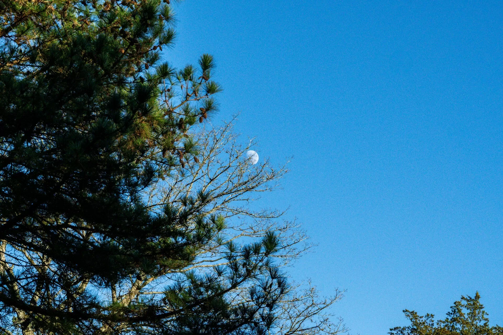 De maan tussen de bomen door in Grove, Oklahoma