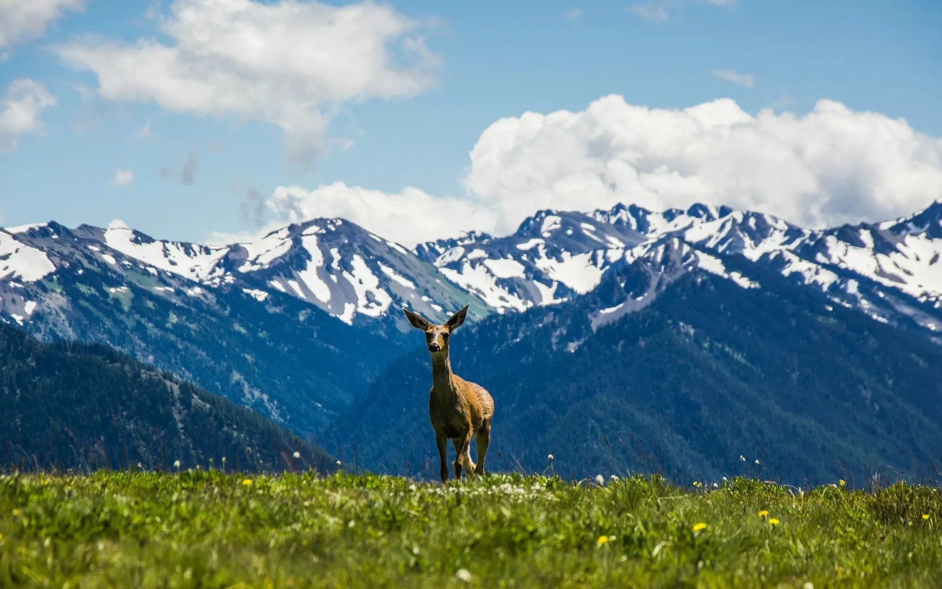 Een hert op een groen weide met besneeuwde bergen op de achtergrond in Olympic National Park in Washington State