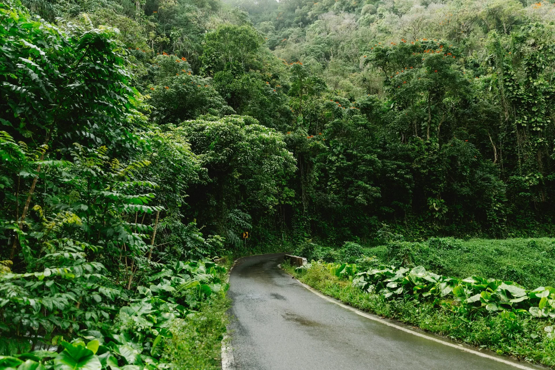 Road to Hana op Maui, omgeven door groen landschap, weelderige bomen en tropische natuur