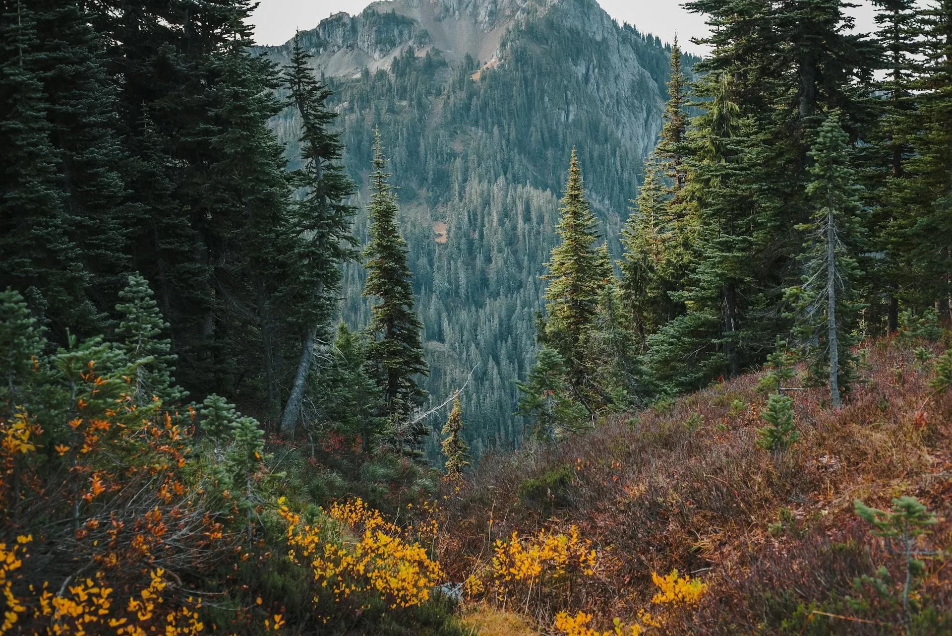 Naaldbomen op de bergen in Mount Rainier National Park in Washington State