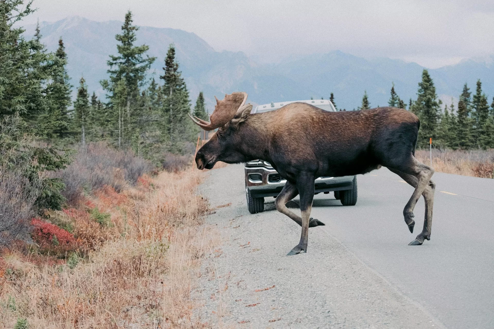 Eland die de weg over steekt in Denali National Park, Alaska