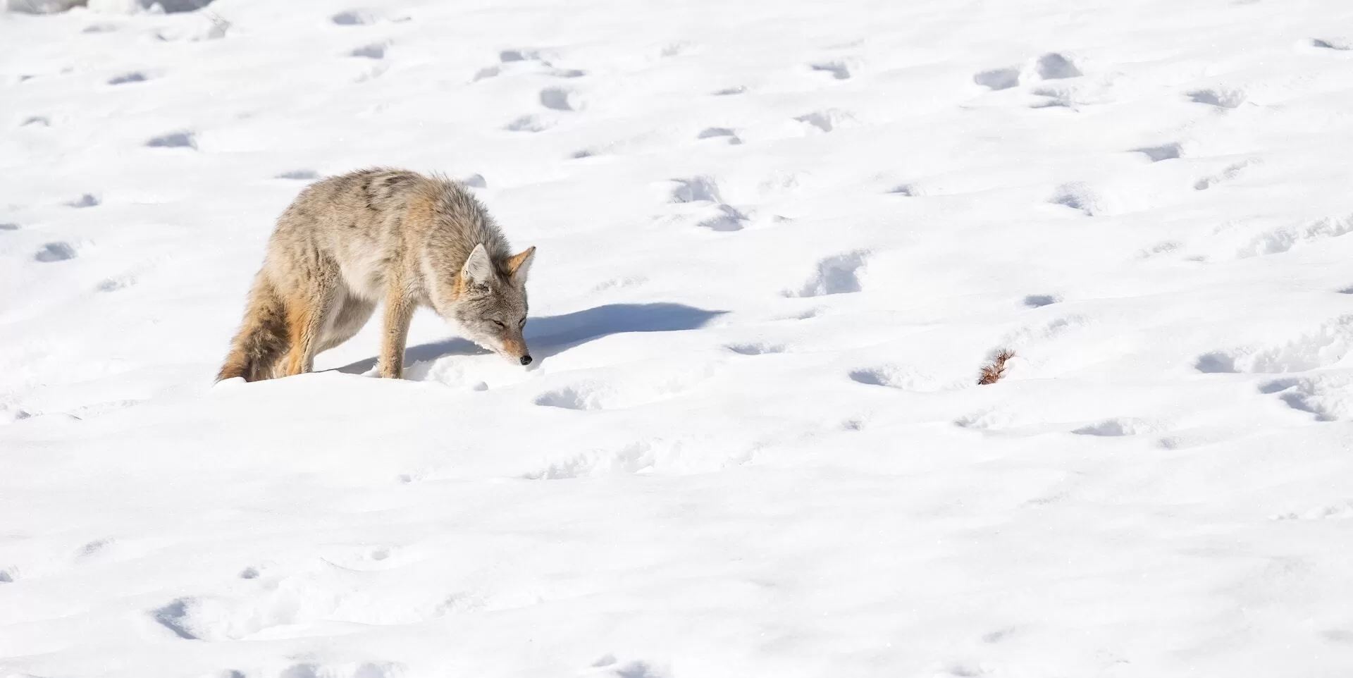 Coyote loopt over besneeuwde ondergrond in een winterlandschap, met sporen in de sneeuw zichtbaar
