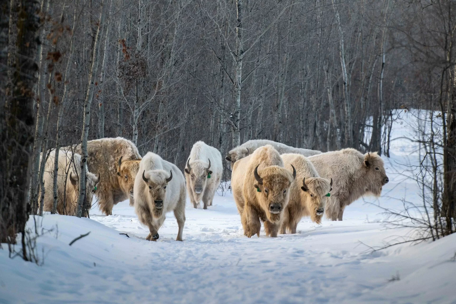 Europese bizons lopen door een besneeuwd bos, omringd door wit landschap
