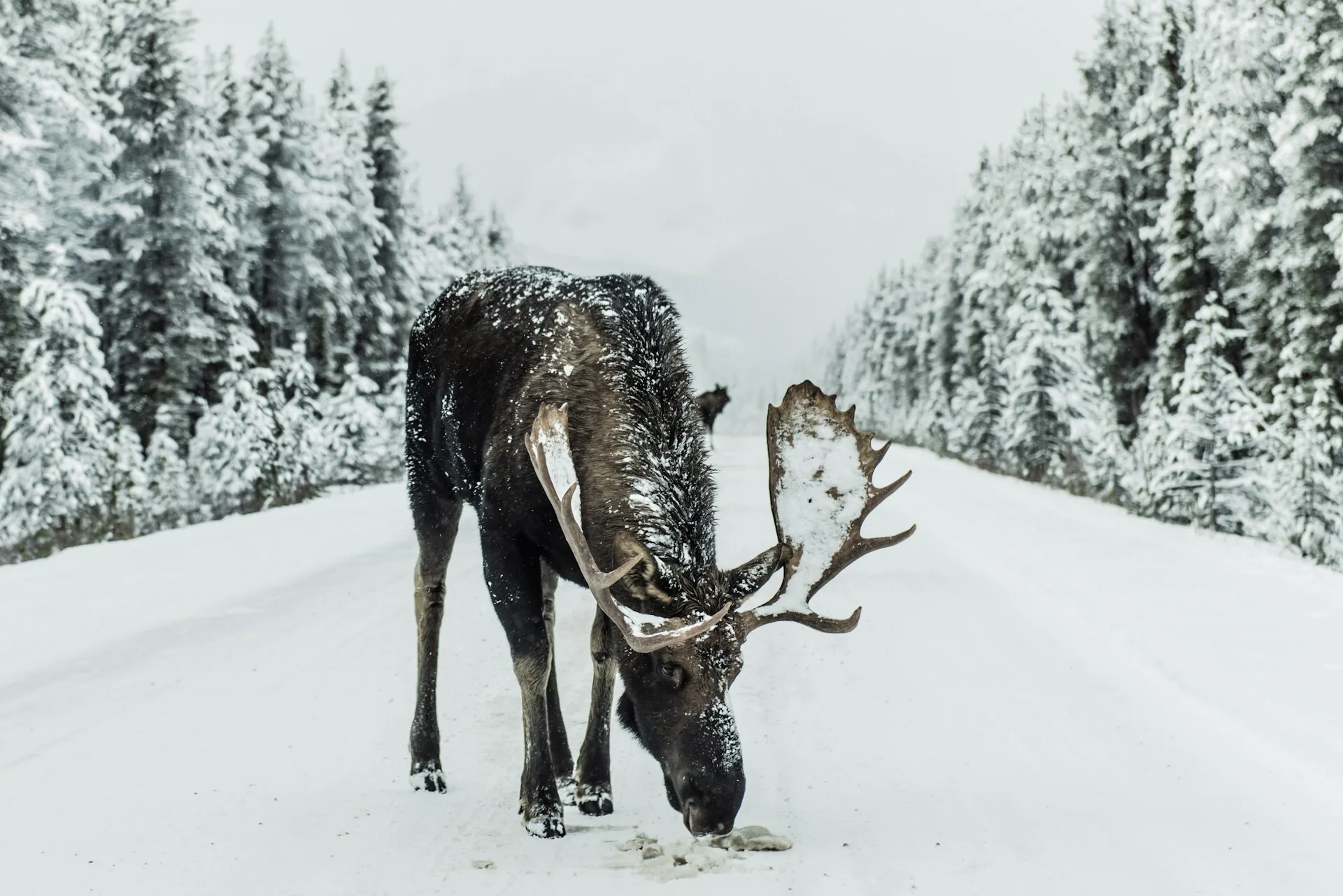 Alaska moose op besneeuwde weg met bomen langs de kant, midden in een winterlandschap
