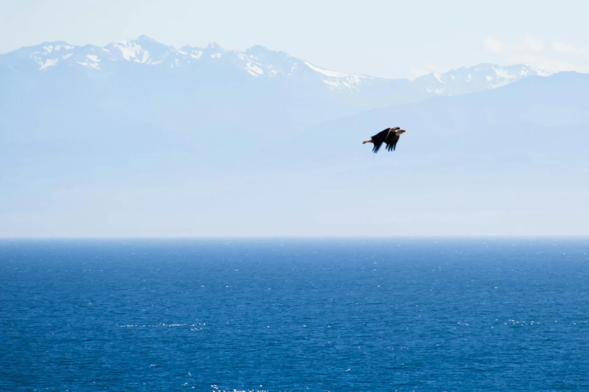 Een arend die vliegt over het water nabij San Juan Island, Washington State