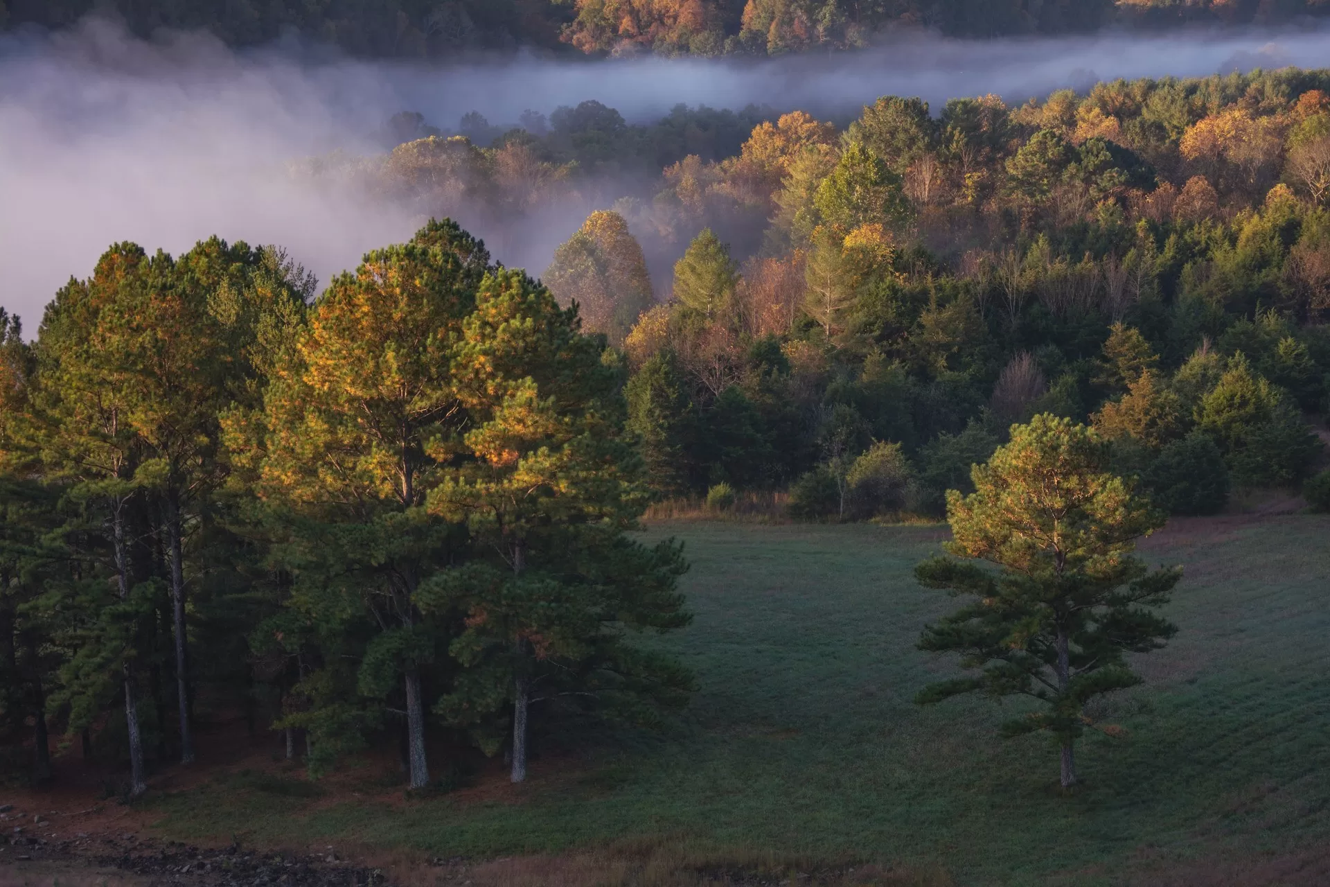 Bossen bij de Green River Lake in Kentucky