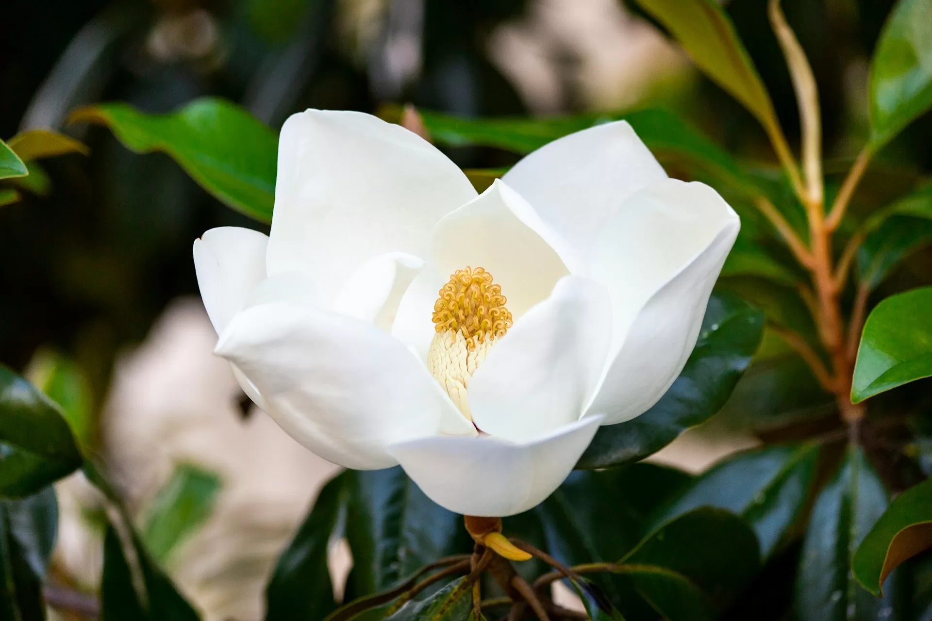 Een witte magnolia in Mississippi