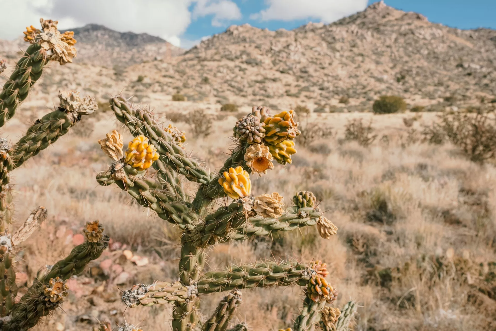 Casctussen met gele bloemen in Sandia Crest, New Mexico