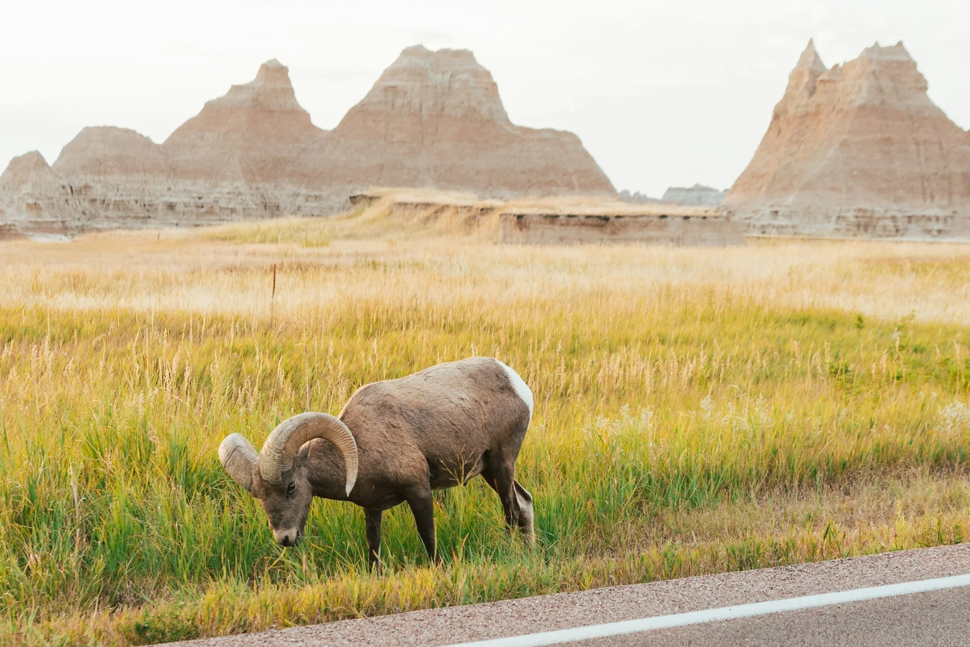 Bighorn Sheep in Badlands National Park, South Dakota