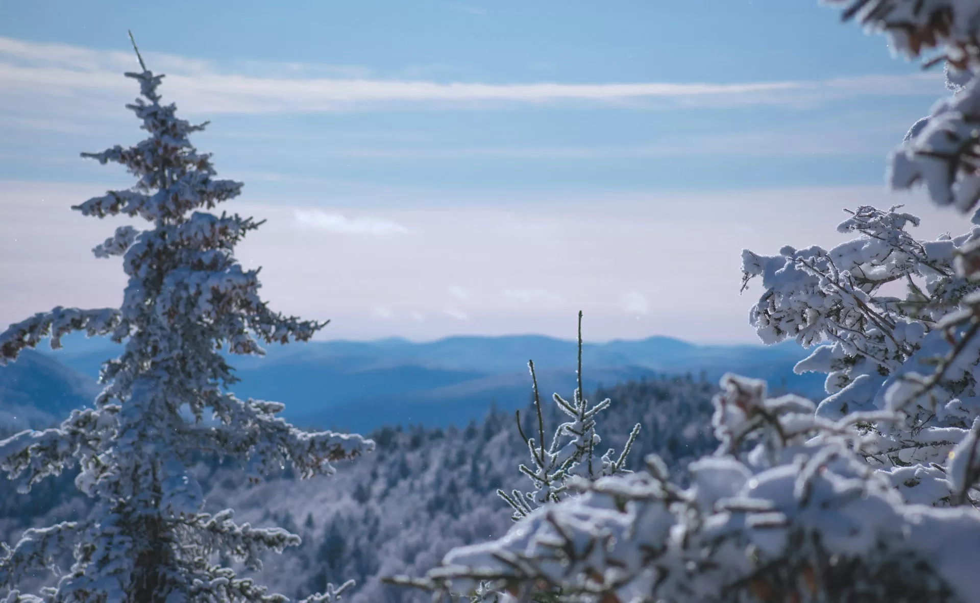 Besneeuwde boomtoppen in het Het Killington Resort in Vermont