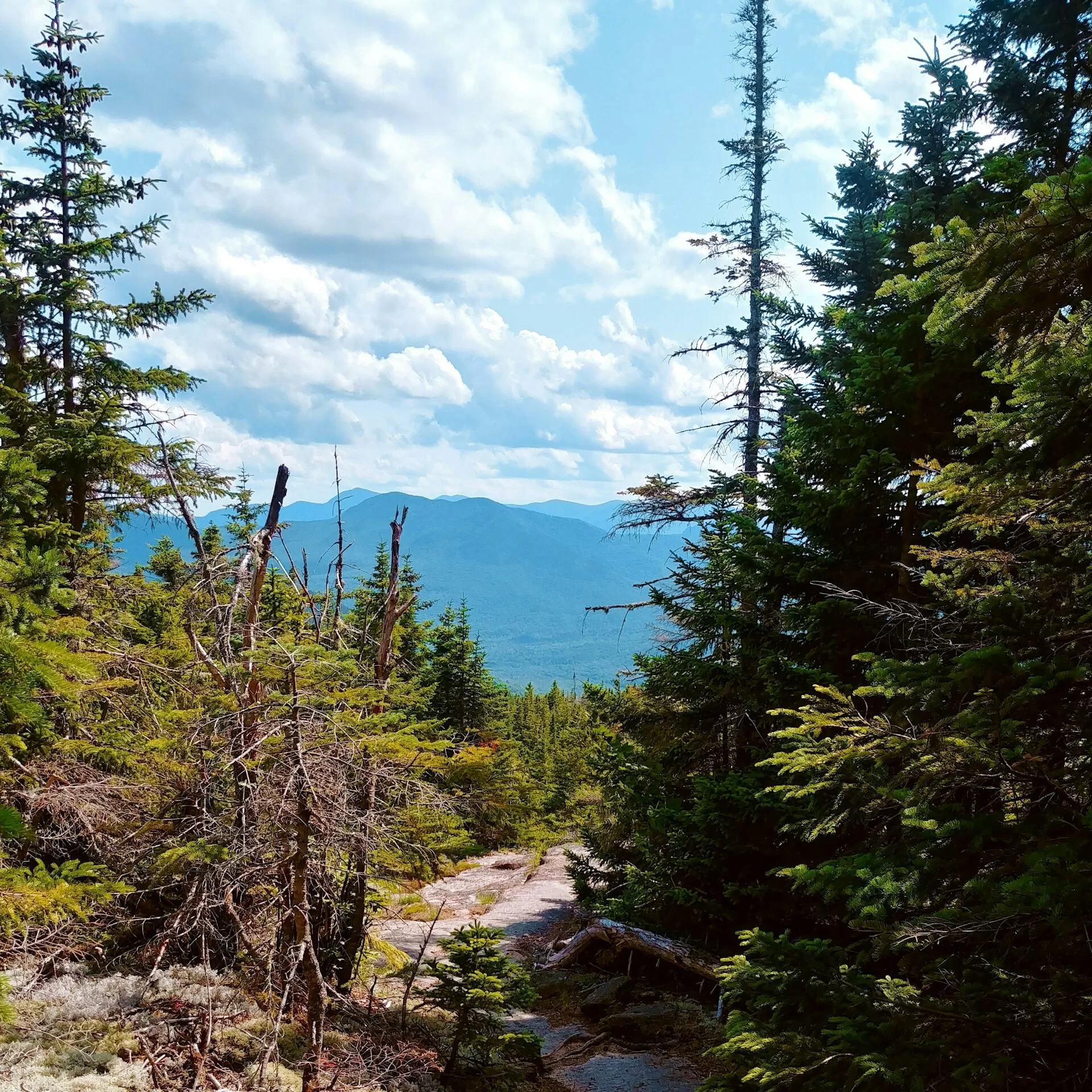Een wandelpad tussen de bomen met uitzicht over de White Mountains