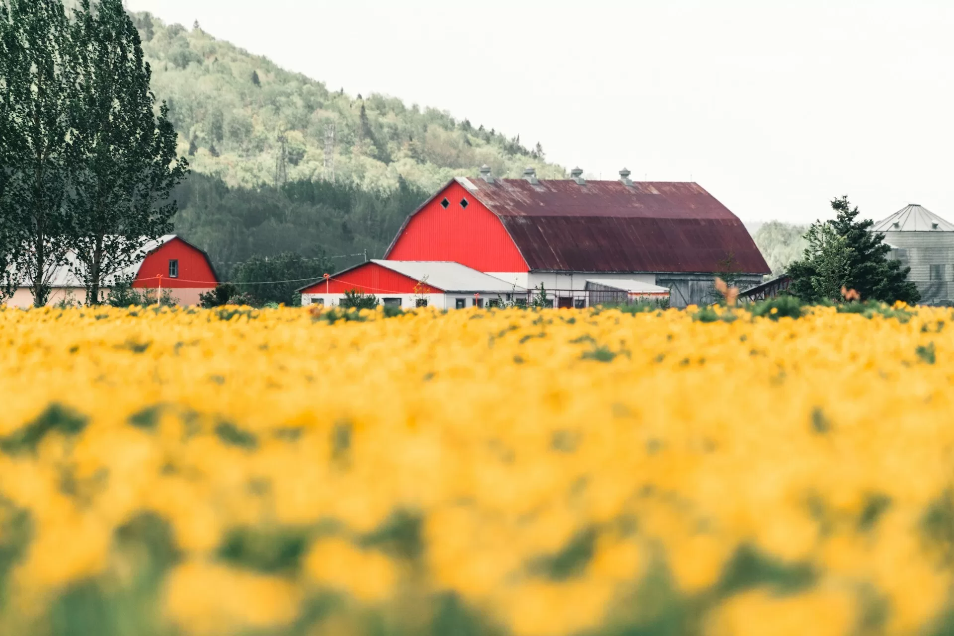 Een geel bloemenveld met een boerderij op de achtergrond in Mauricie National Park in Quebec, Canada