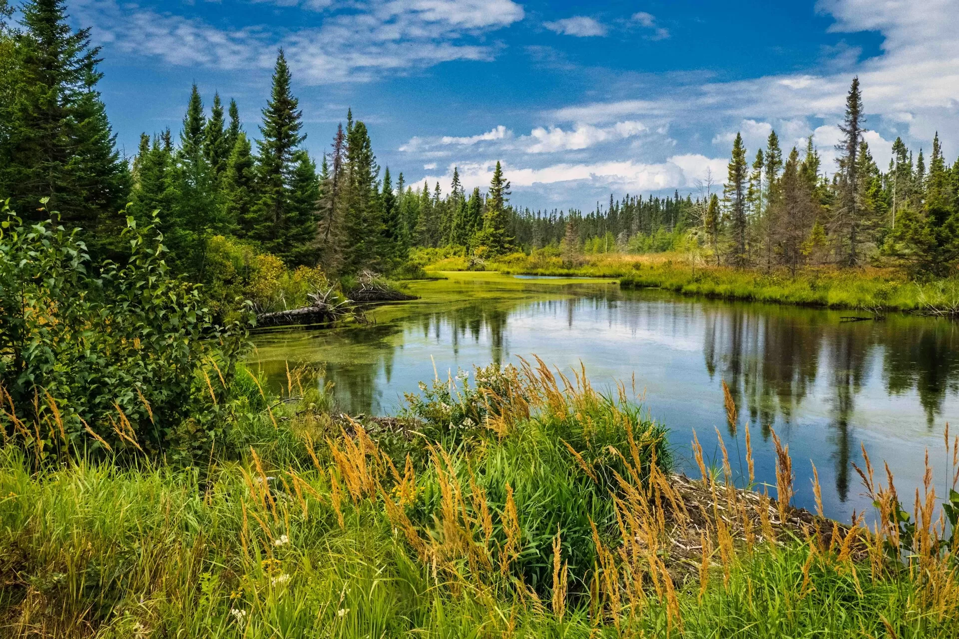 Een moerasgebied in de Lac Saint Jean Region in Quebec