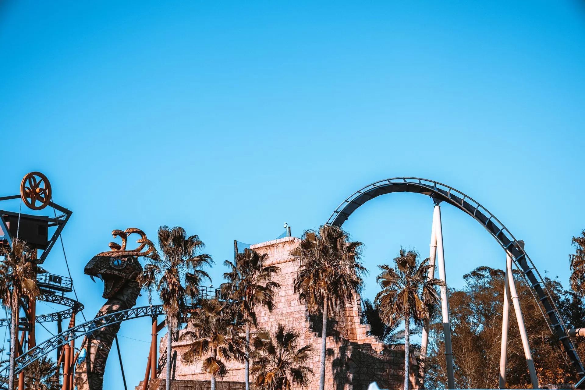 Achtbaan bij Busch Gardens Tampa Bay tussen palmbomen op zonnige dag