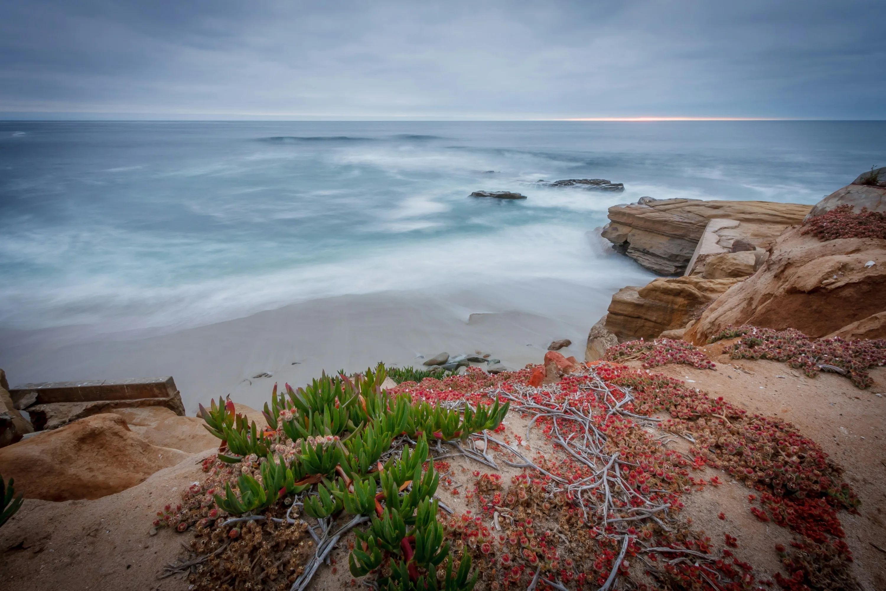 Planten op de rotsen aan de kust van La Jolla, Californië