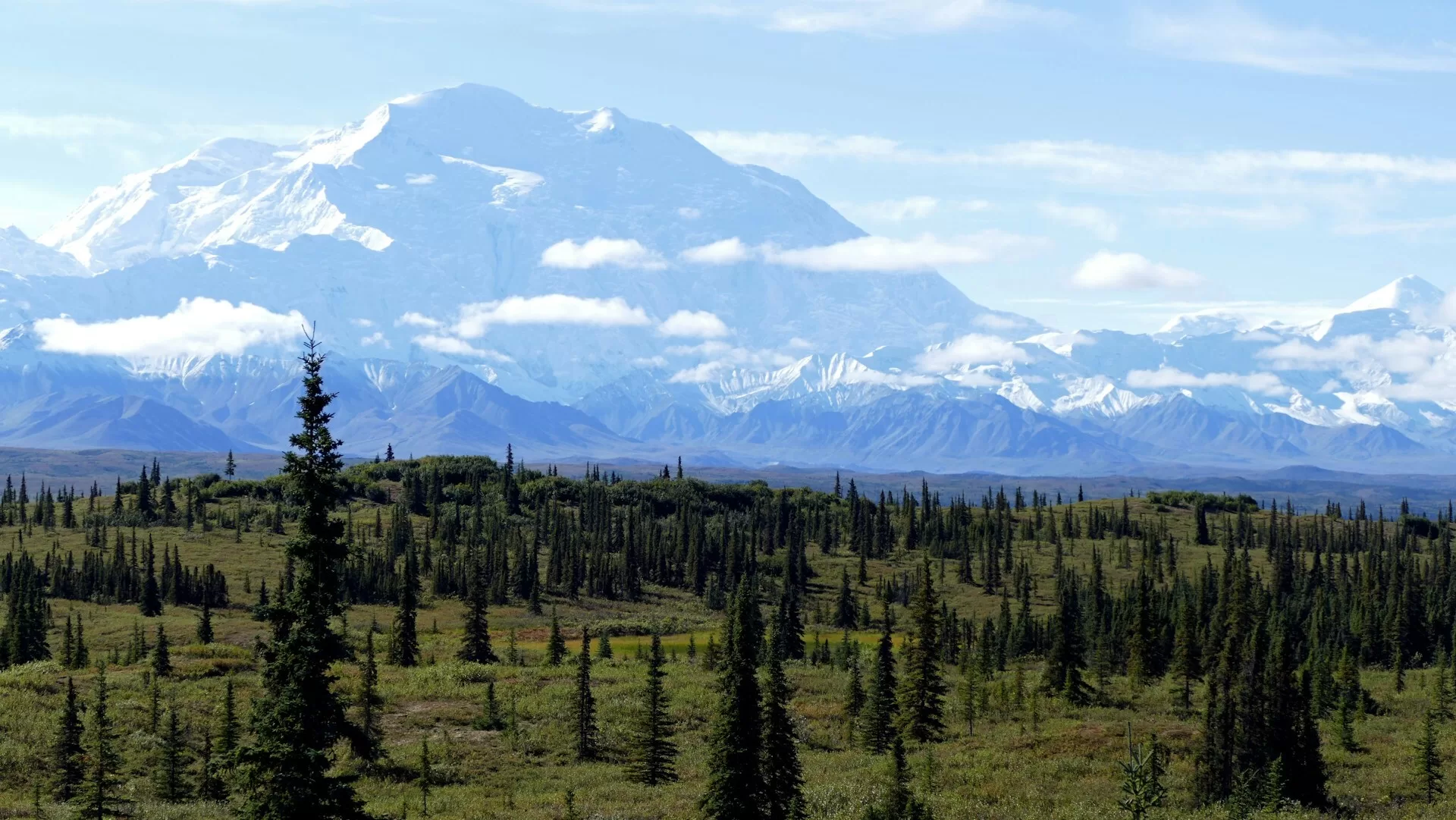 Een besneeuwd Mount Denali in Alaska met een groen boomlandschap op de voorgrond