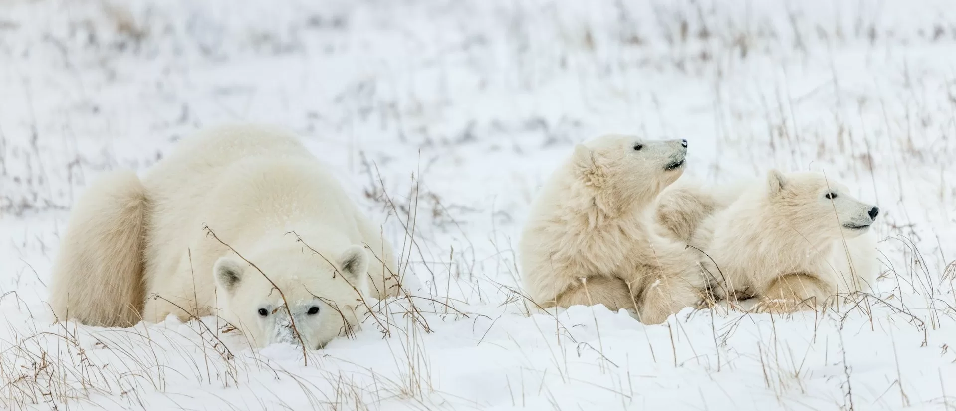 IJsberen in de sneeuw in Churchill, Manitoba