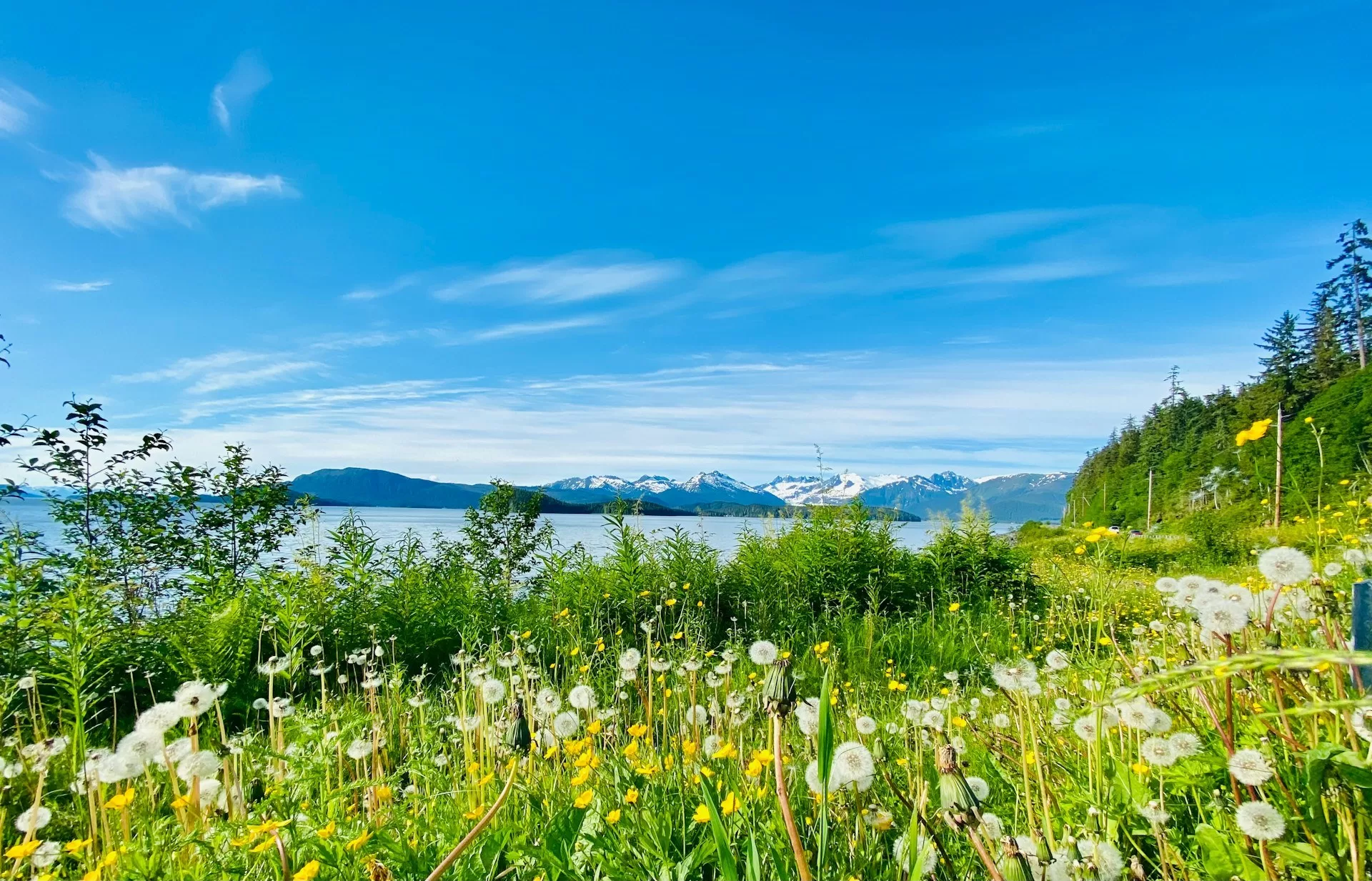 Een veld paardenbloemen in Valdez, Alaska met het meer en de bergen op de achtergrond.