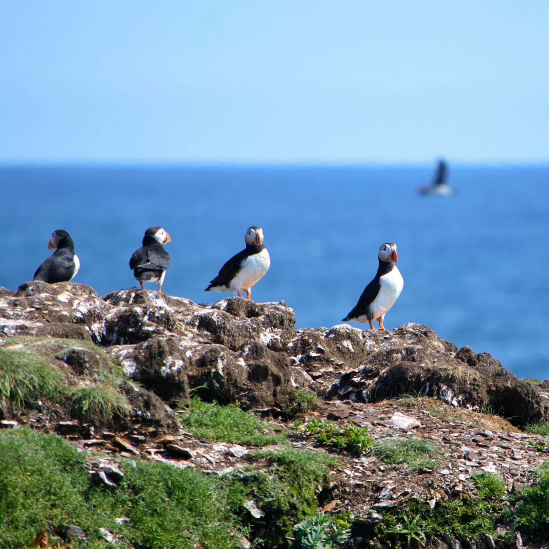 Puffin vogels aan de kust van New Brunswick
