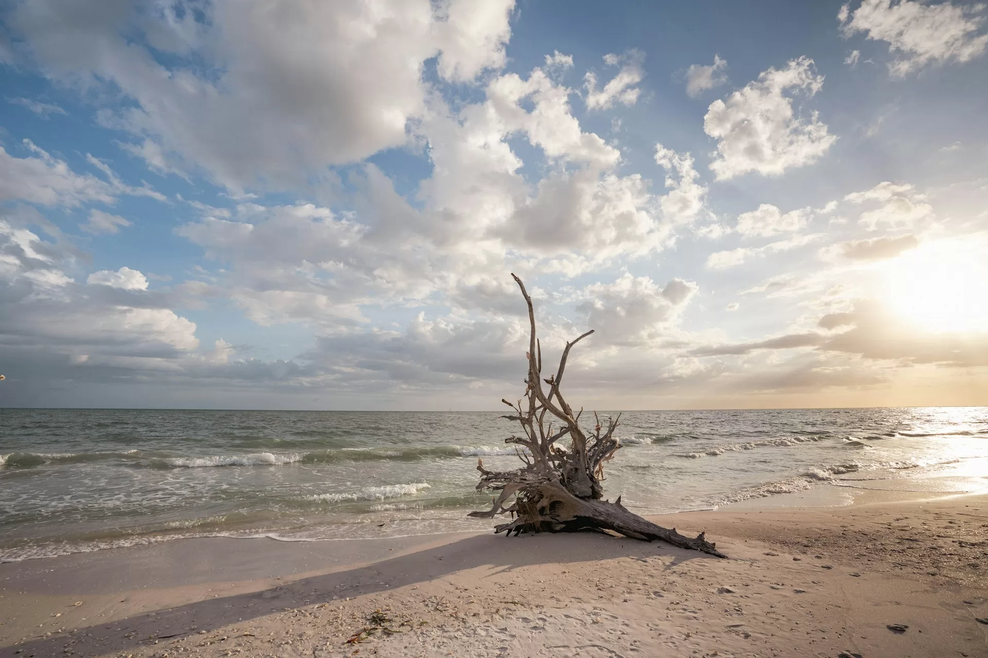 Het strand met grillige houtstukken van Lovers State Park in Bonita Springs, Florida