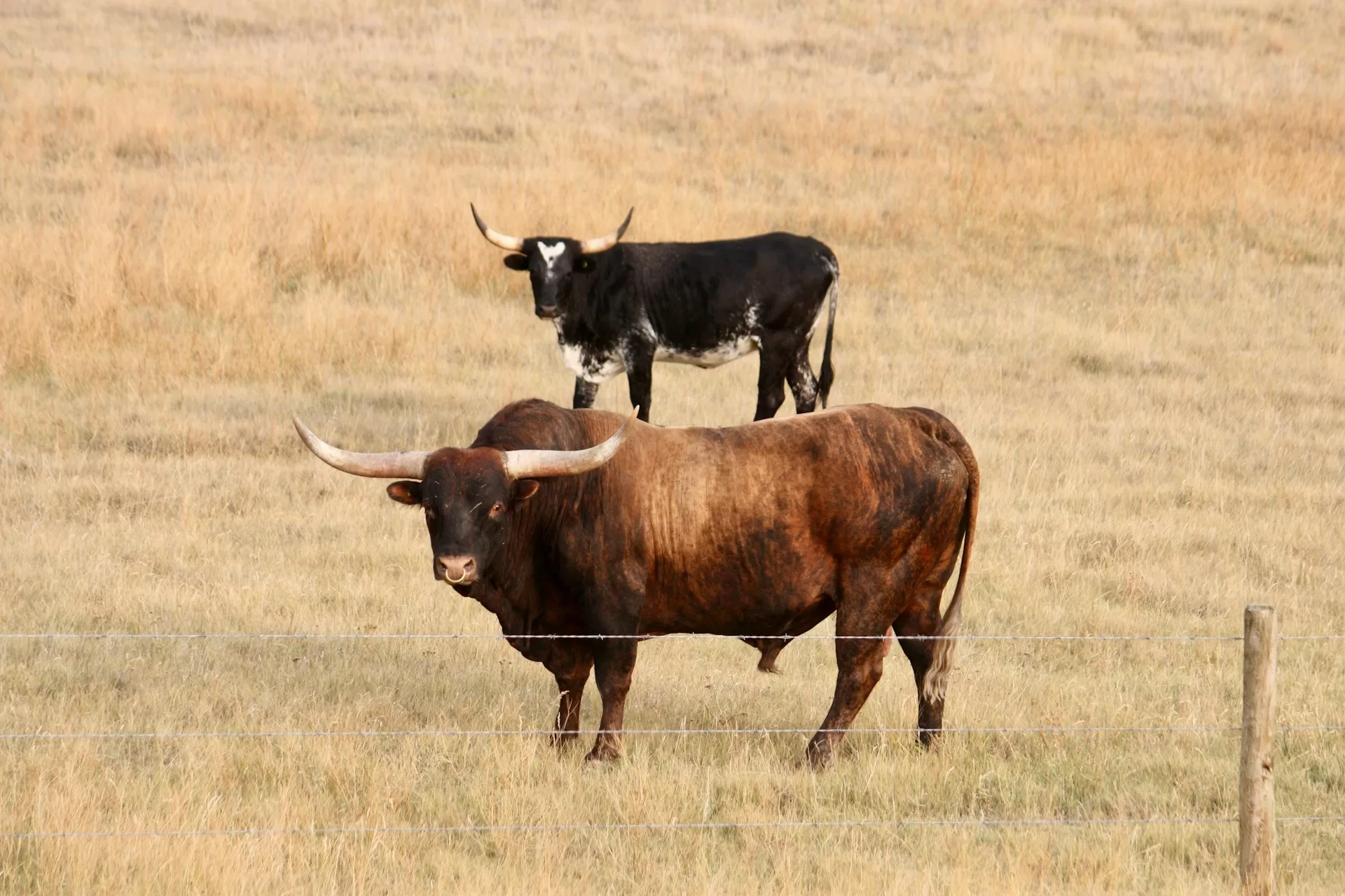Longhorns in een weide in Grasslands National Park in Canada