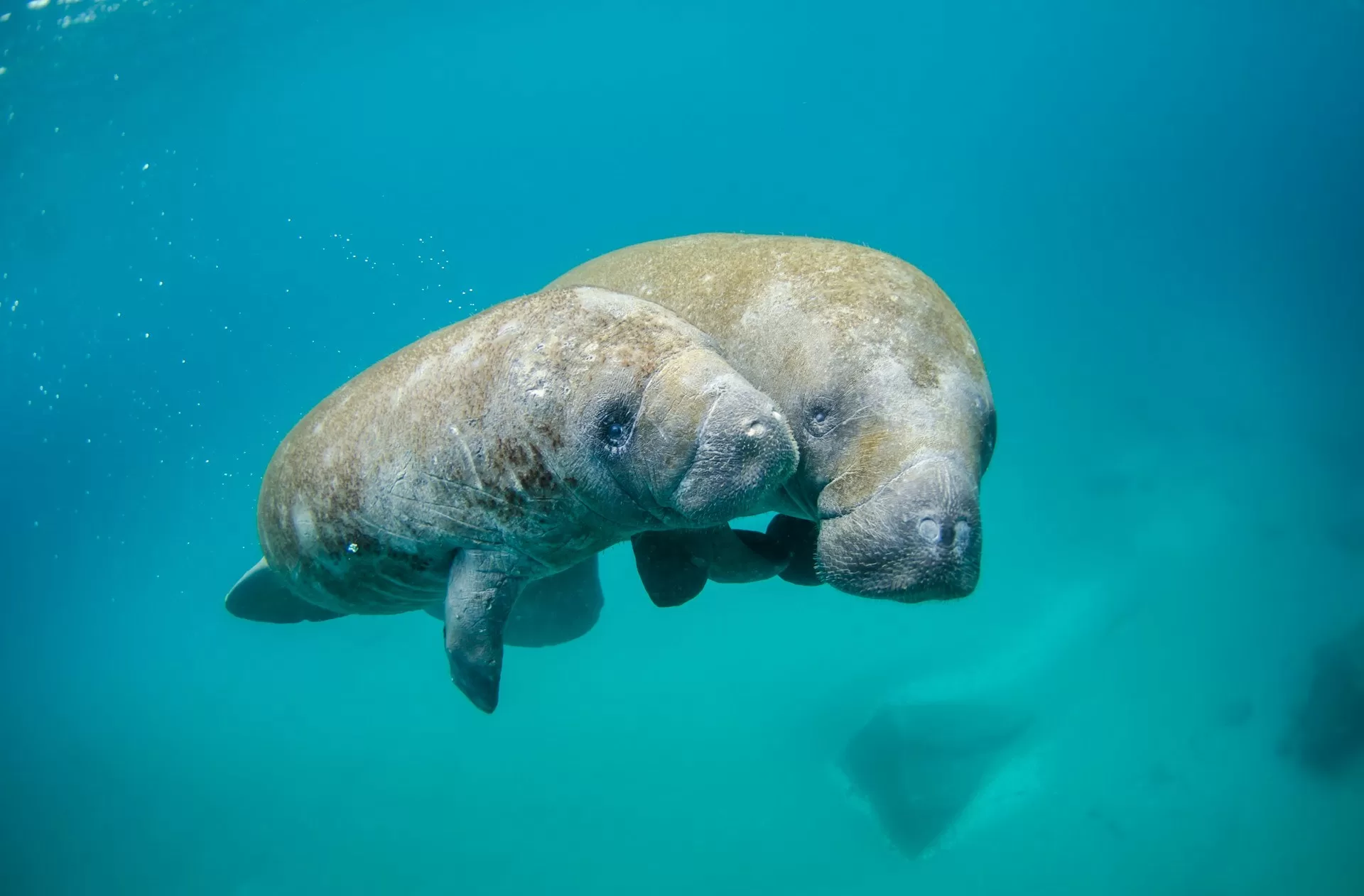 Een moeder en baby manatee in het water van Crystal River