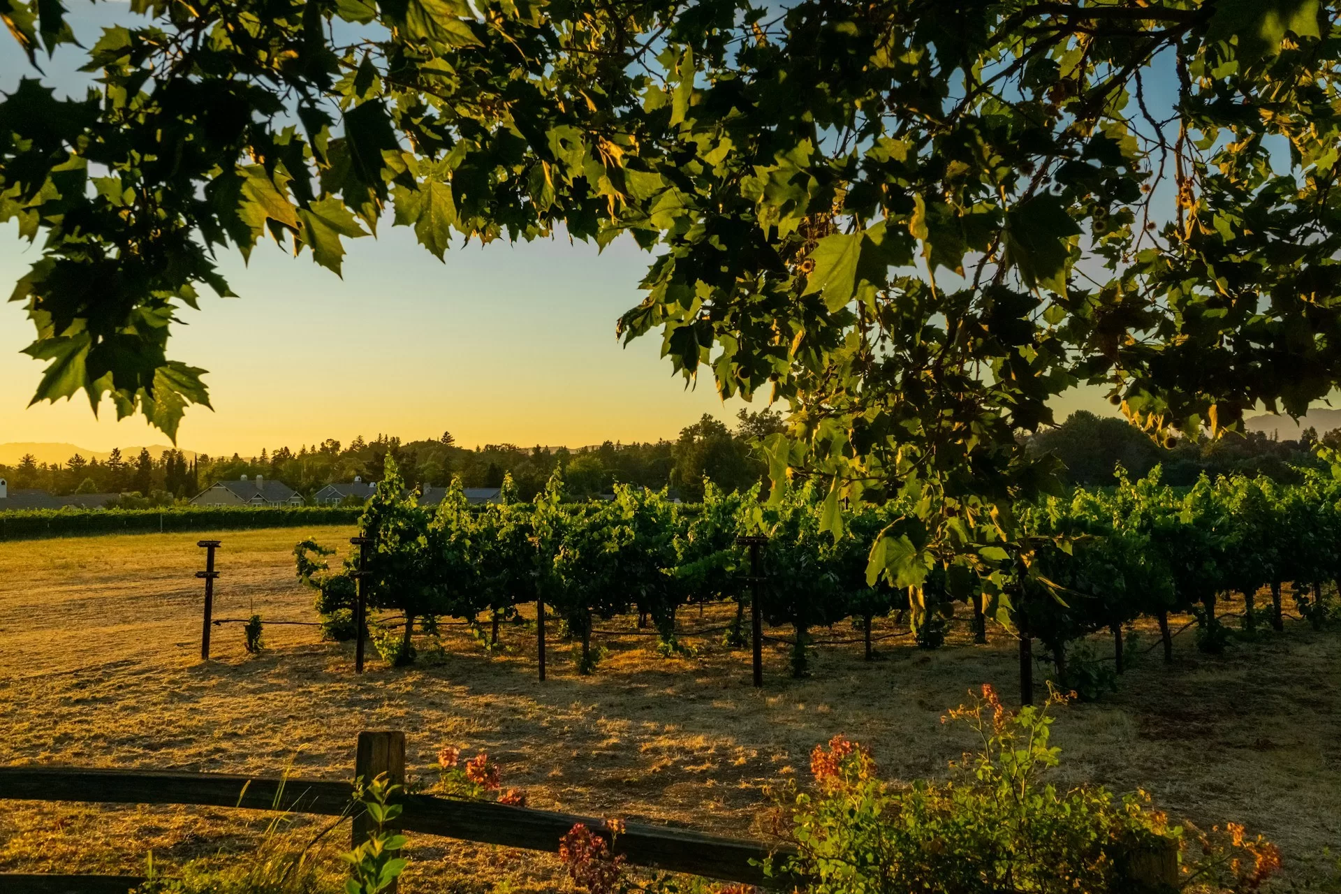 Wijngaard met rechte rijen druivenstruiken in het avondlicht, ondergaande zon verlicht het landschap