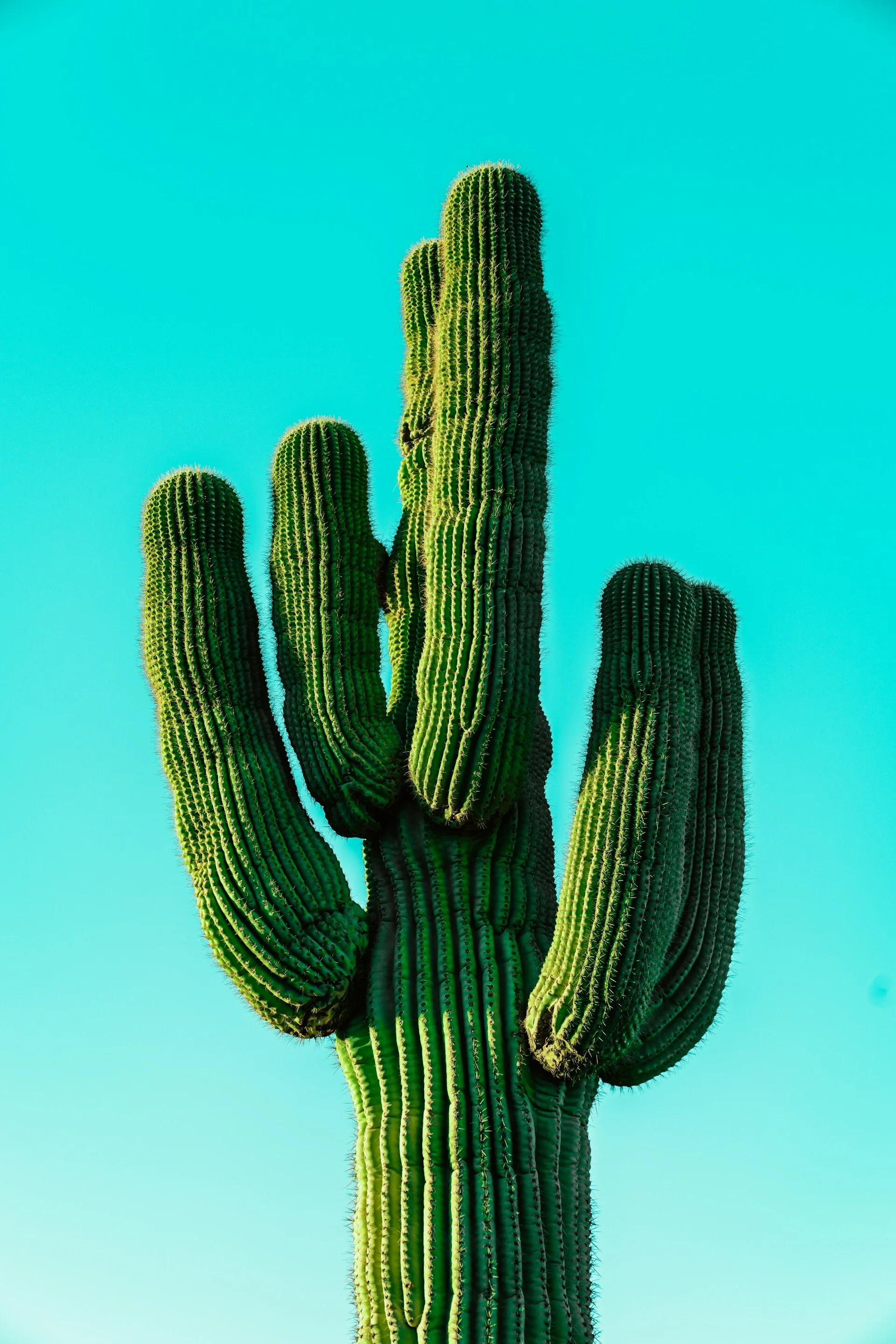 Een cactus in Scottsdale, Arizona