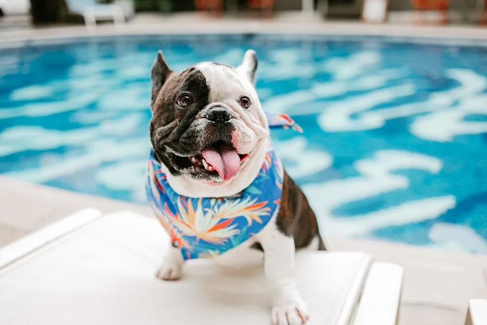 Buitenzwembad bij het Hotel The Surfjack Hotel Swim Club Waikiki