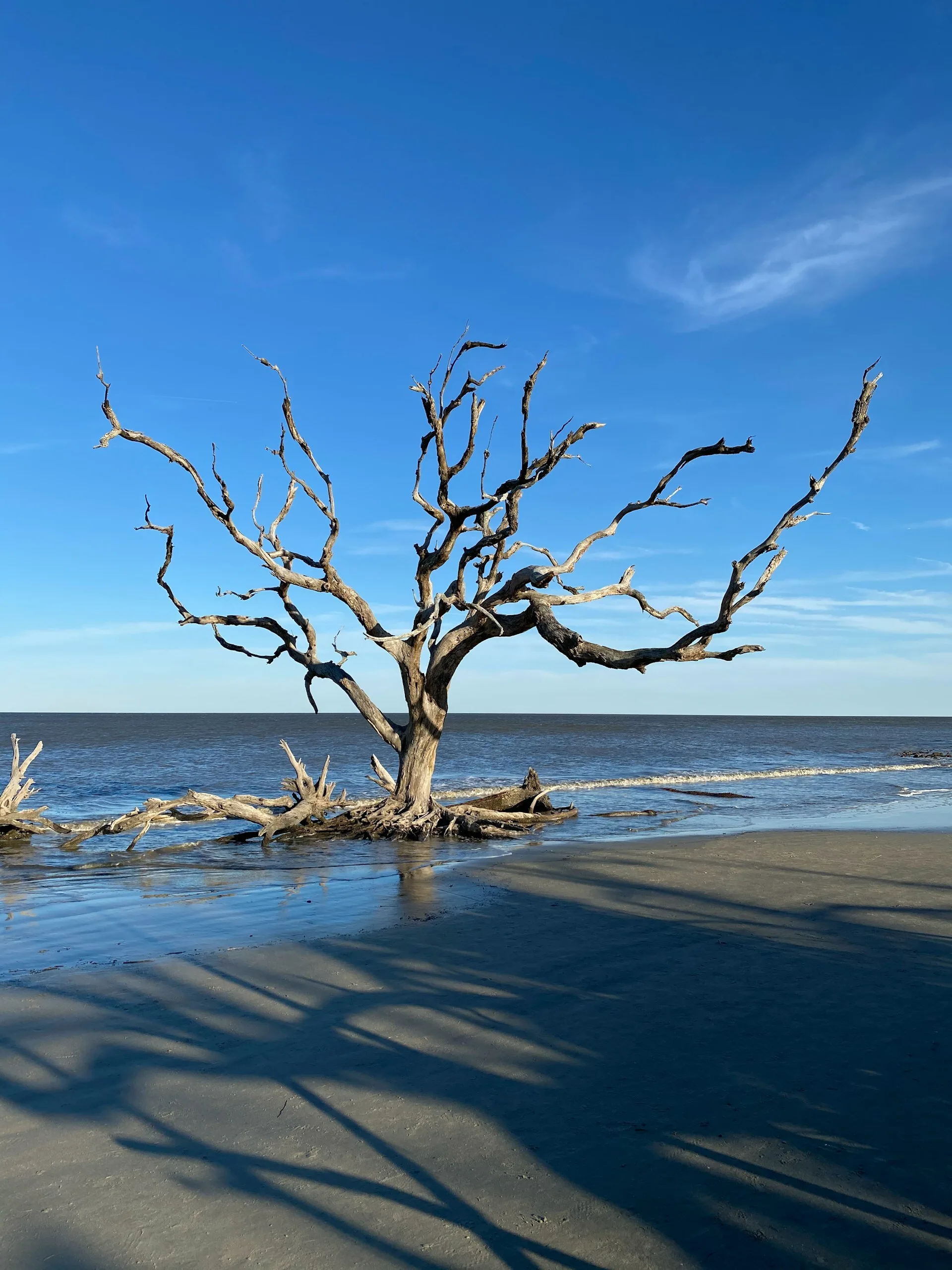 Een dode boom op het strand van Jekyll Island in Georgia