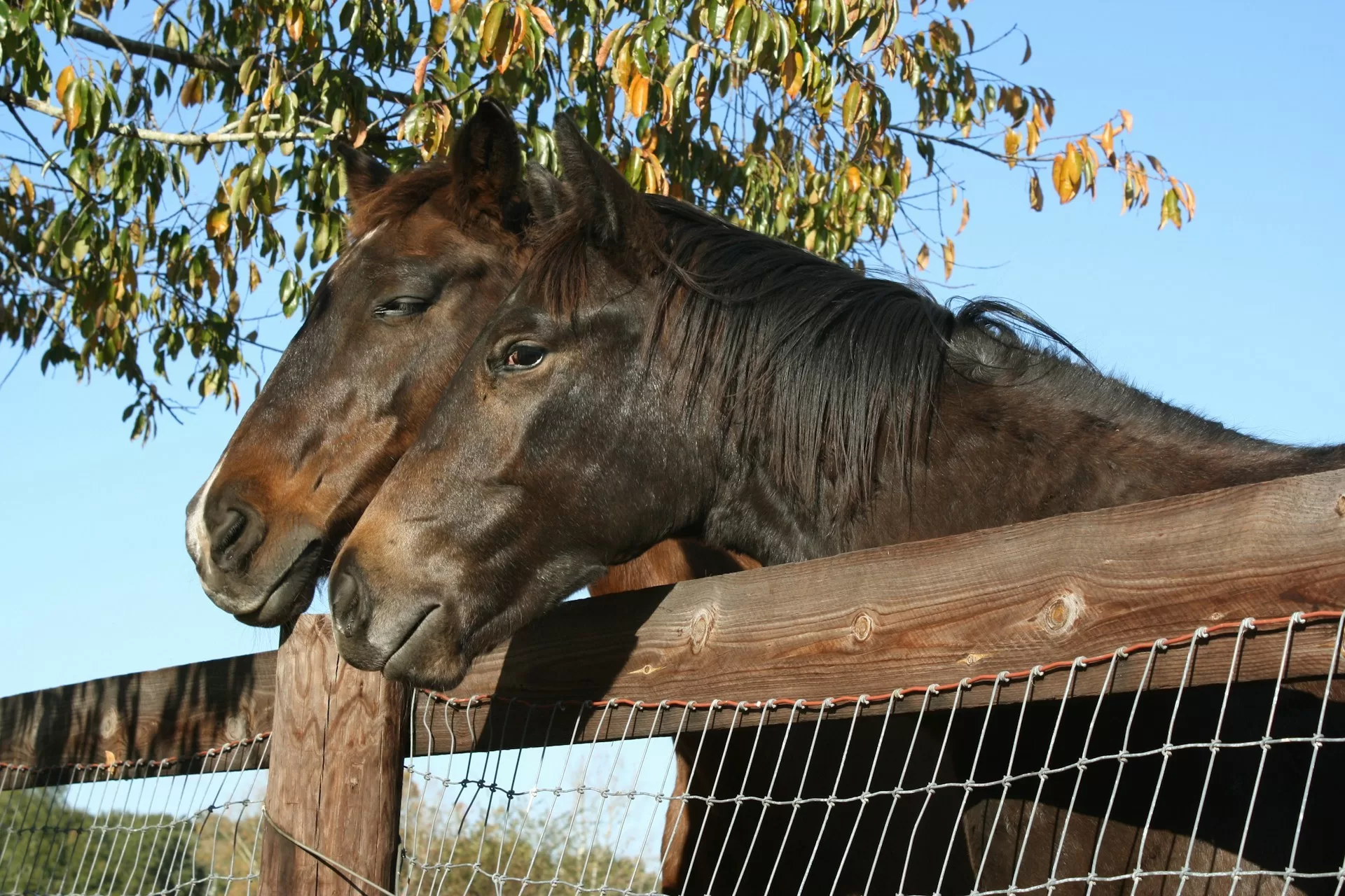 Paarden in een weide in Ocala, Florida