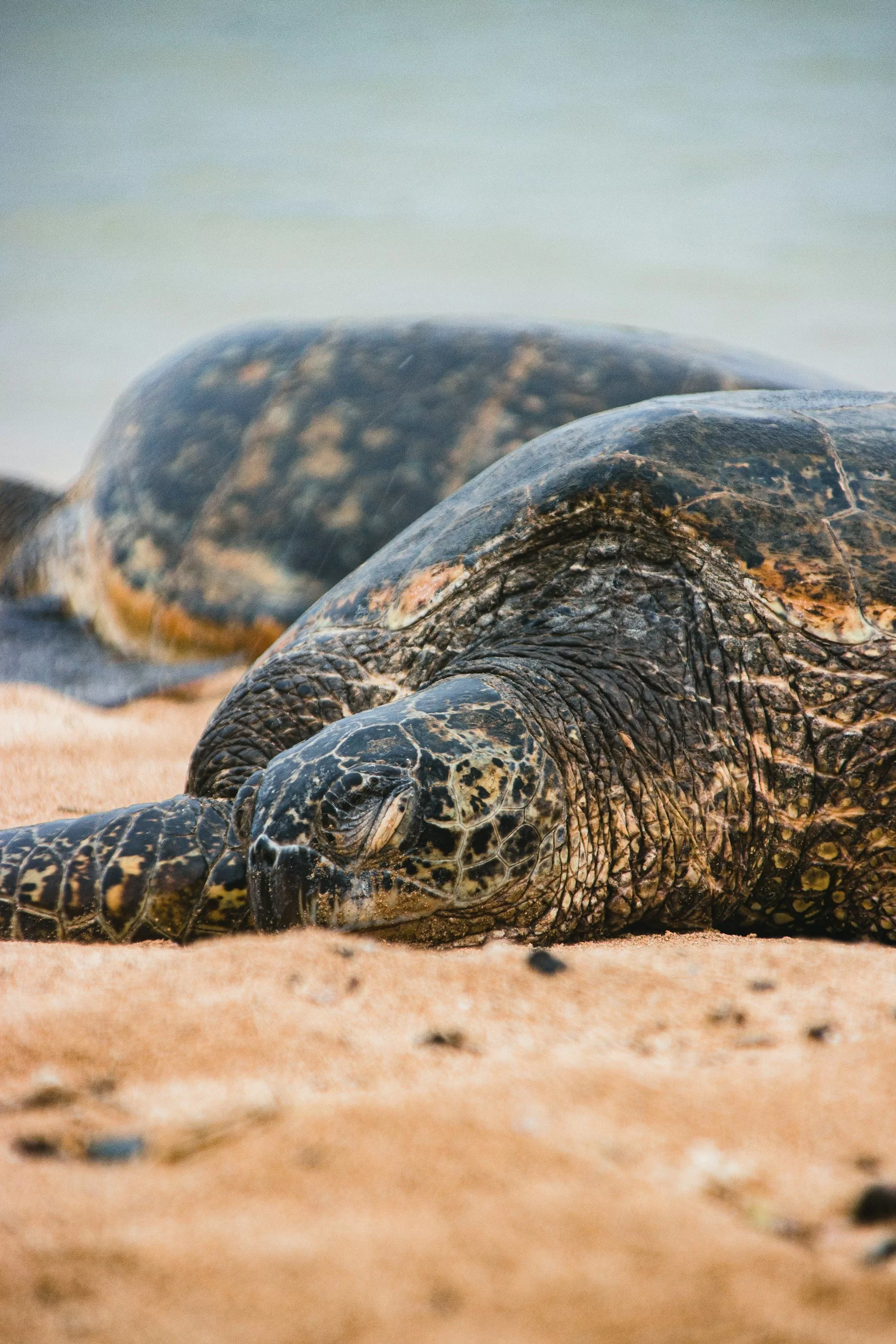Zeeschildpadden op het strand van Titusville in Florida