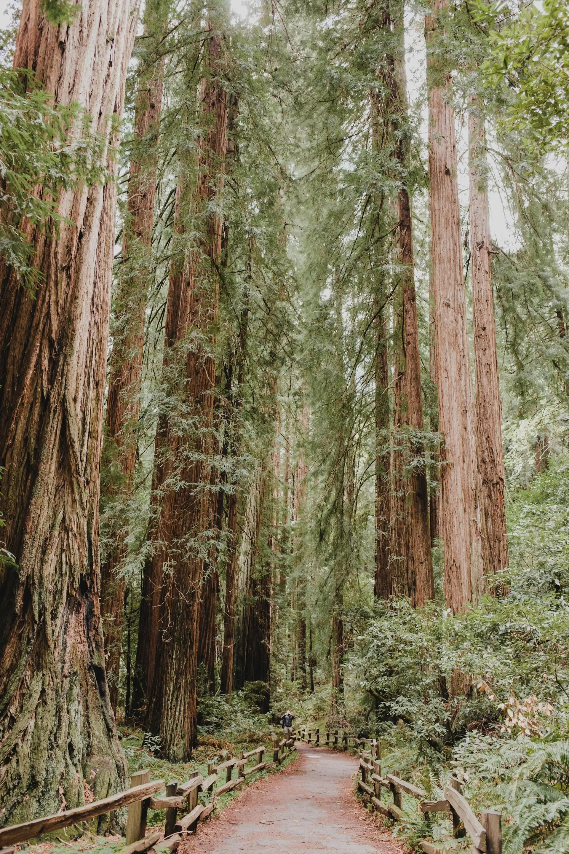 Wandelpad door Muir Woods met hoge, dichte bomen