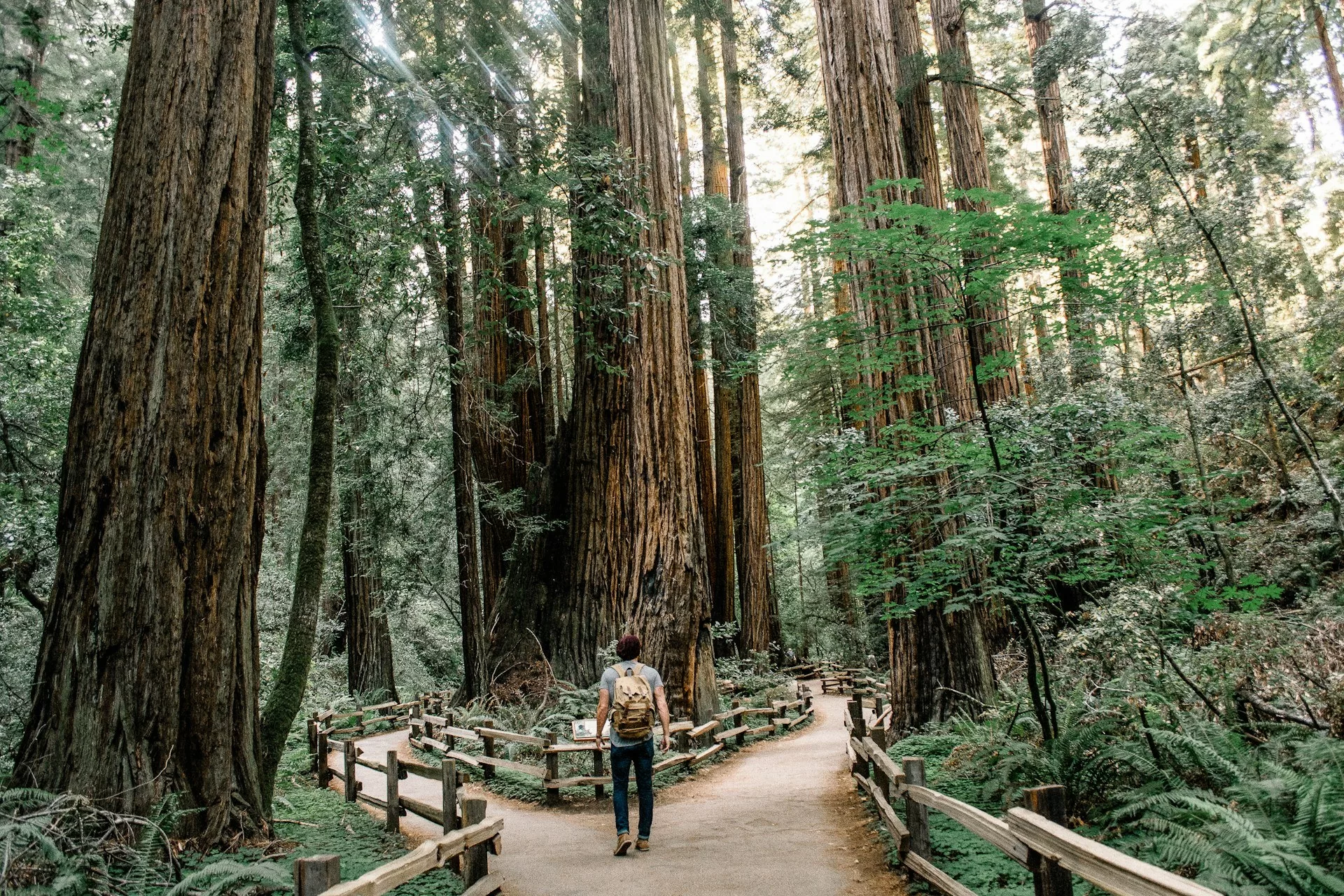 Man wandelt op bospad in Muir Woods, omringd door hoge bomen en natuur in een rustig boslandschap