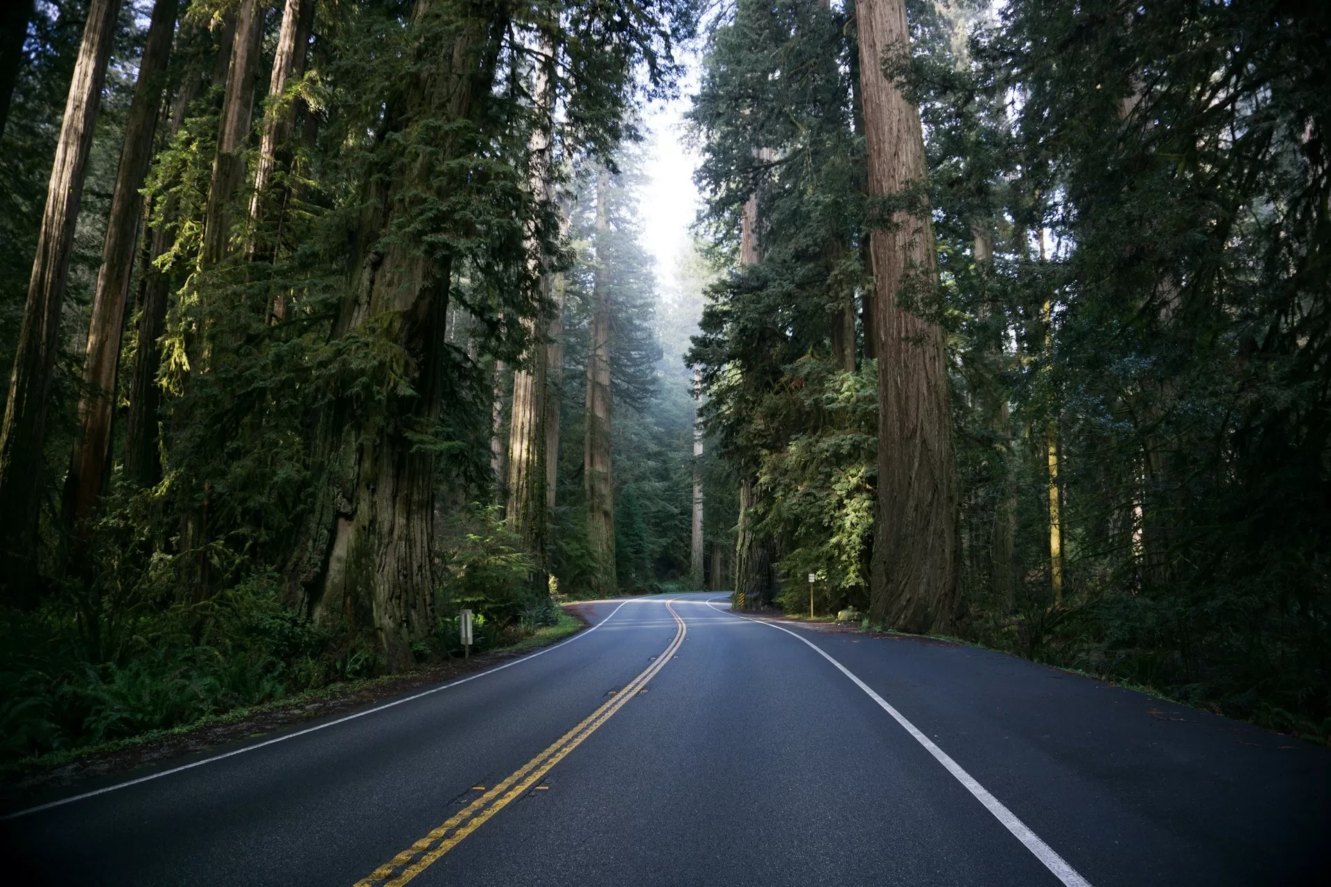 Een autoweg tussen de Sequoia bomen in Bakersfield