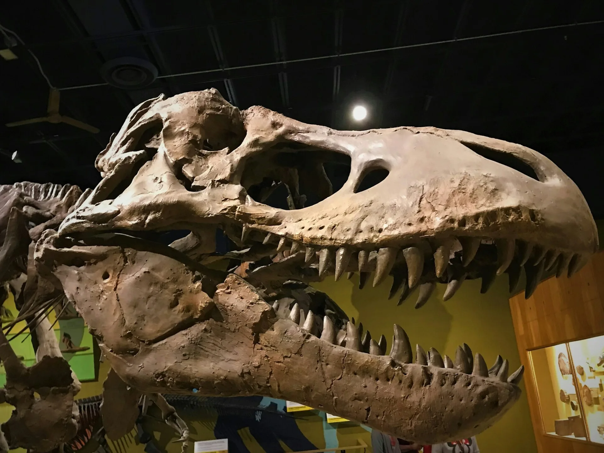 Skelet van een T-rex in een museum in Drumheller
