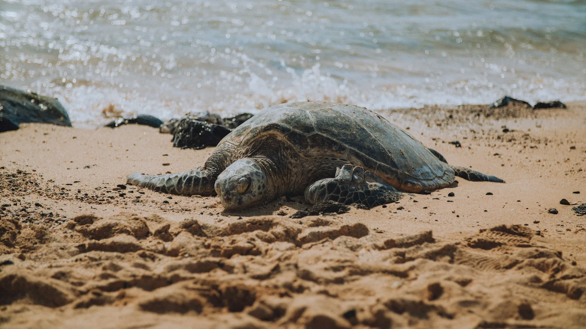 Een zeeschildpad op het Poipu Beach in Koloa, Kauai