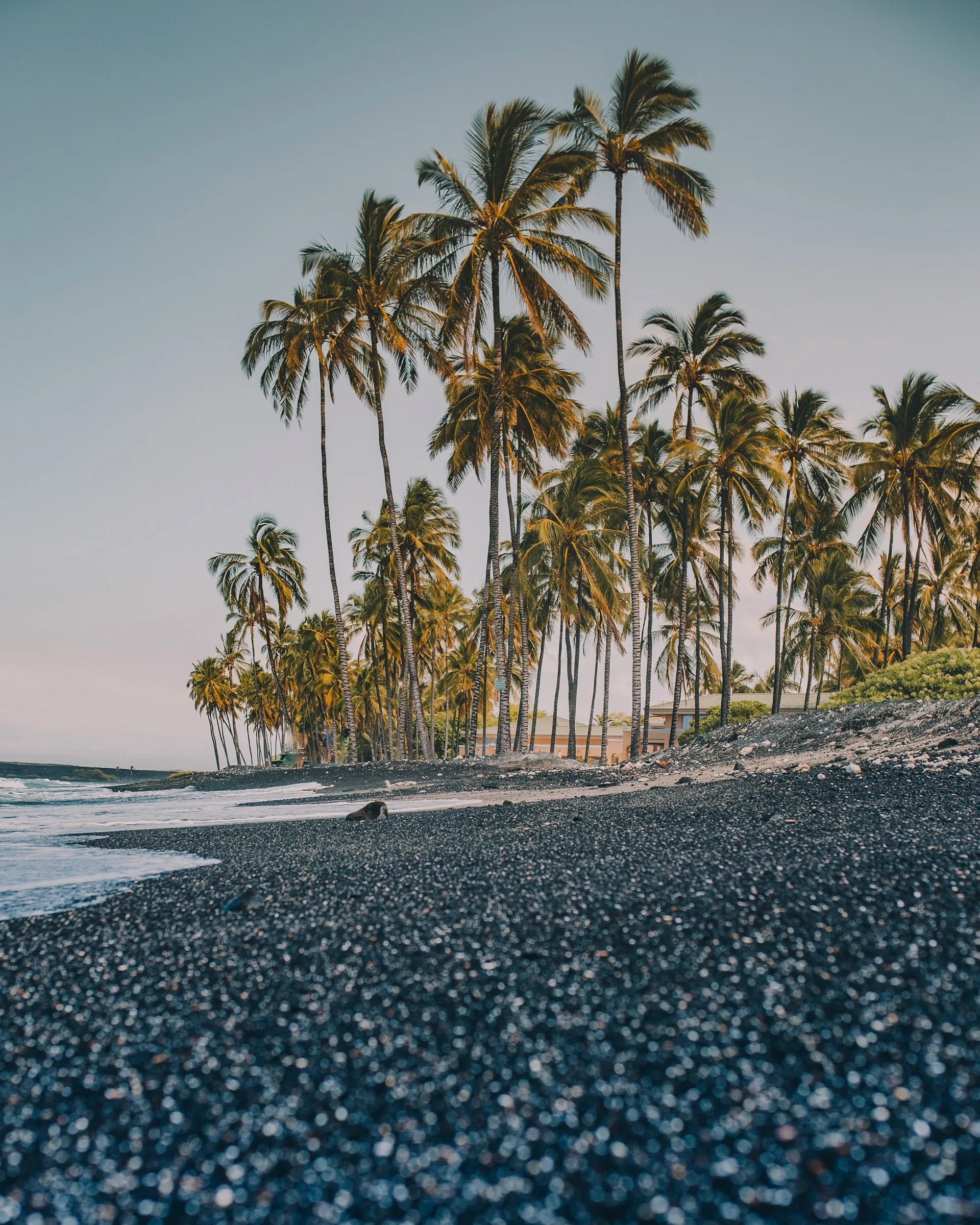 Zwart kiezenstrand met palmbomen in Kailua-Kona, Big Island
