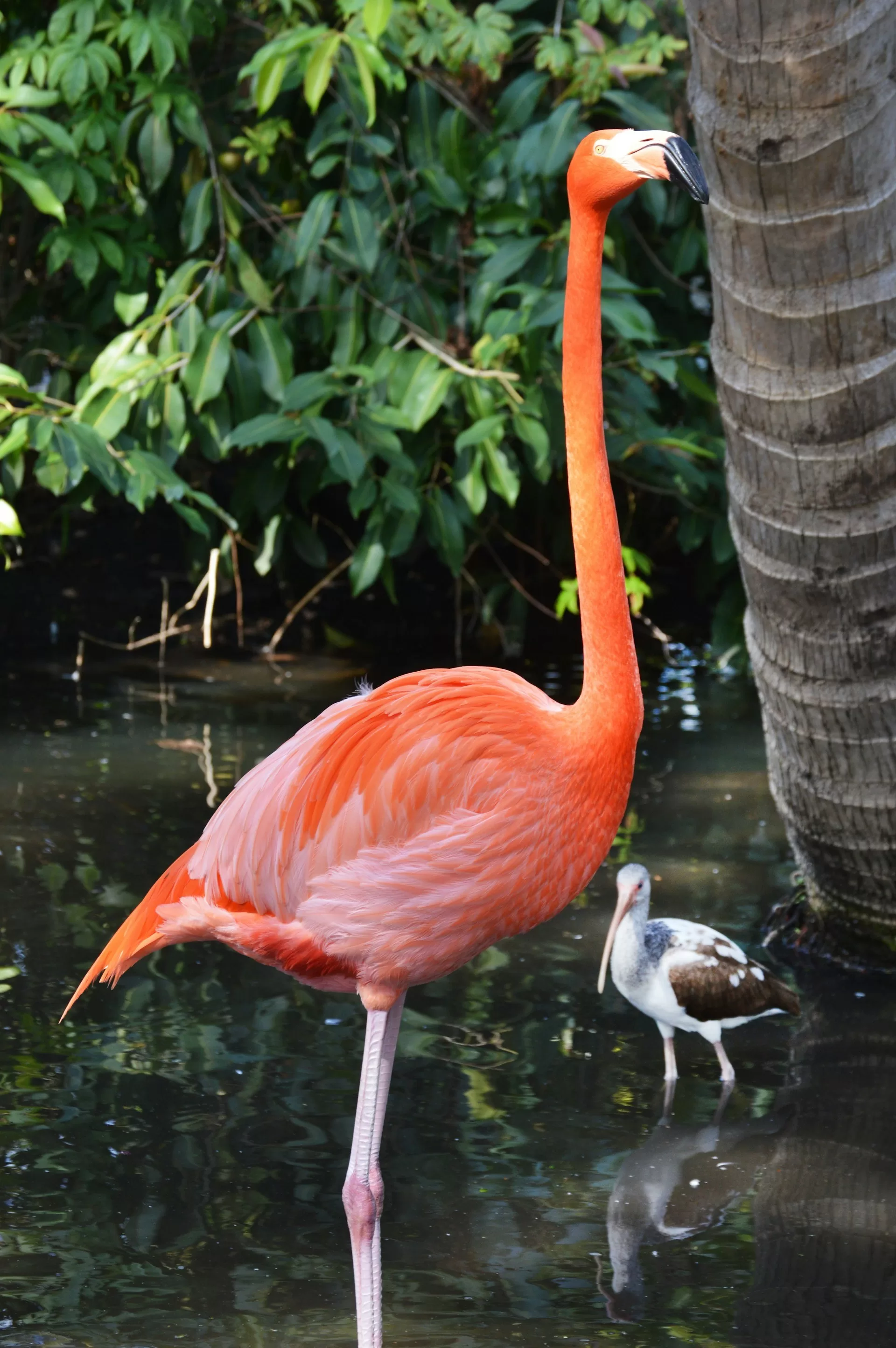 Flamingo's in Everglades Wonder Gardens in Bonita Springs Florida