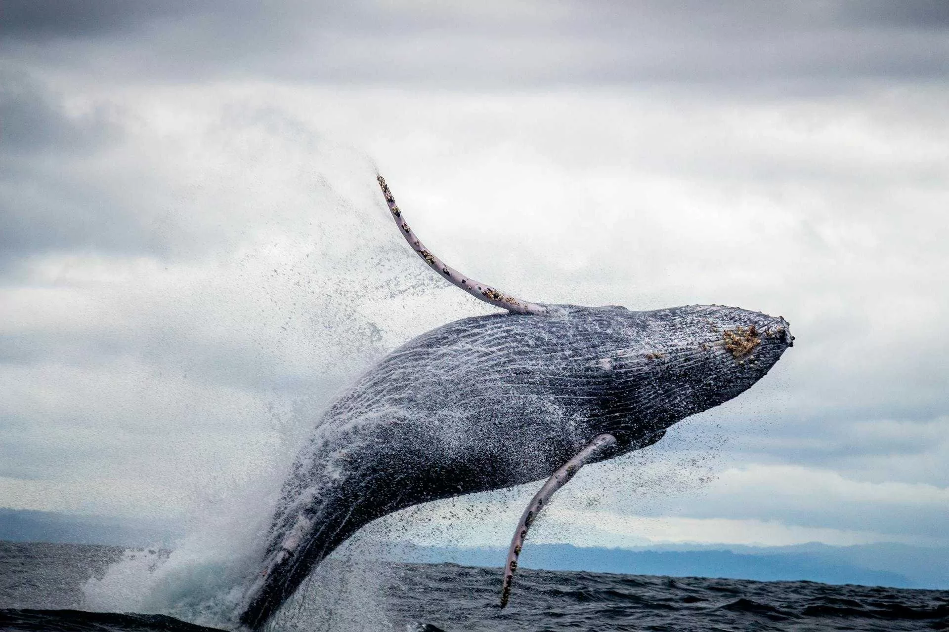 Walvis springt uit water met zichtbare onderkant, omringd door waterdruppels op een bewolkte dag