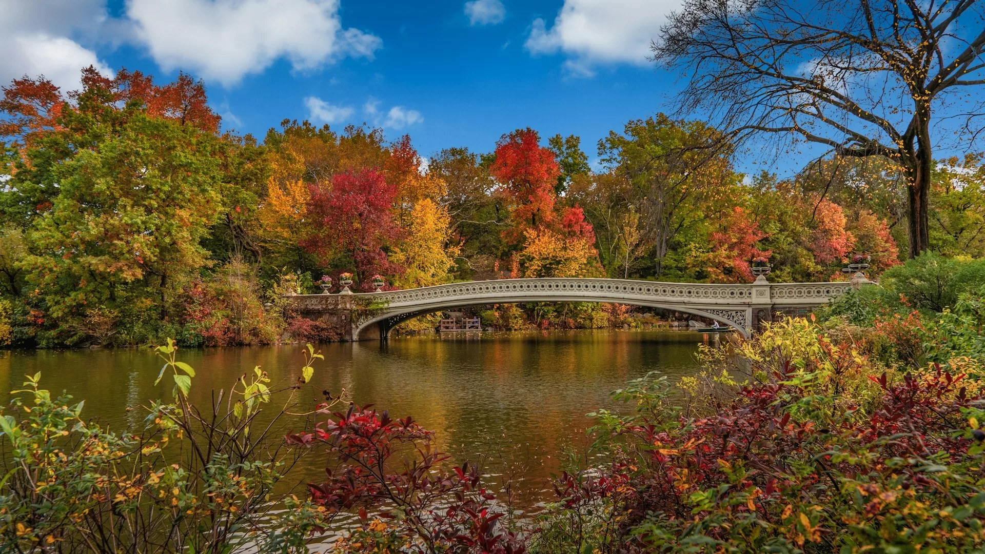 Central Park met herfstbladeren die licht bruin kleuren, bomen en wandelpad onder bewolkte lucht