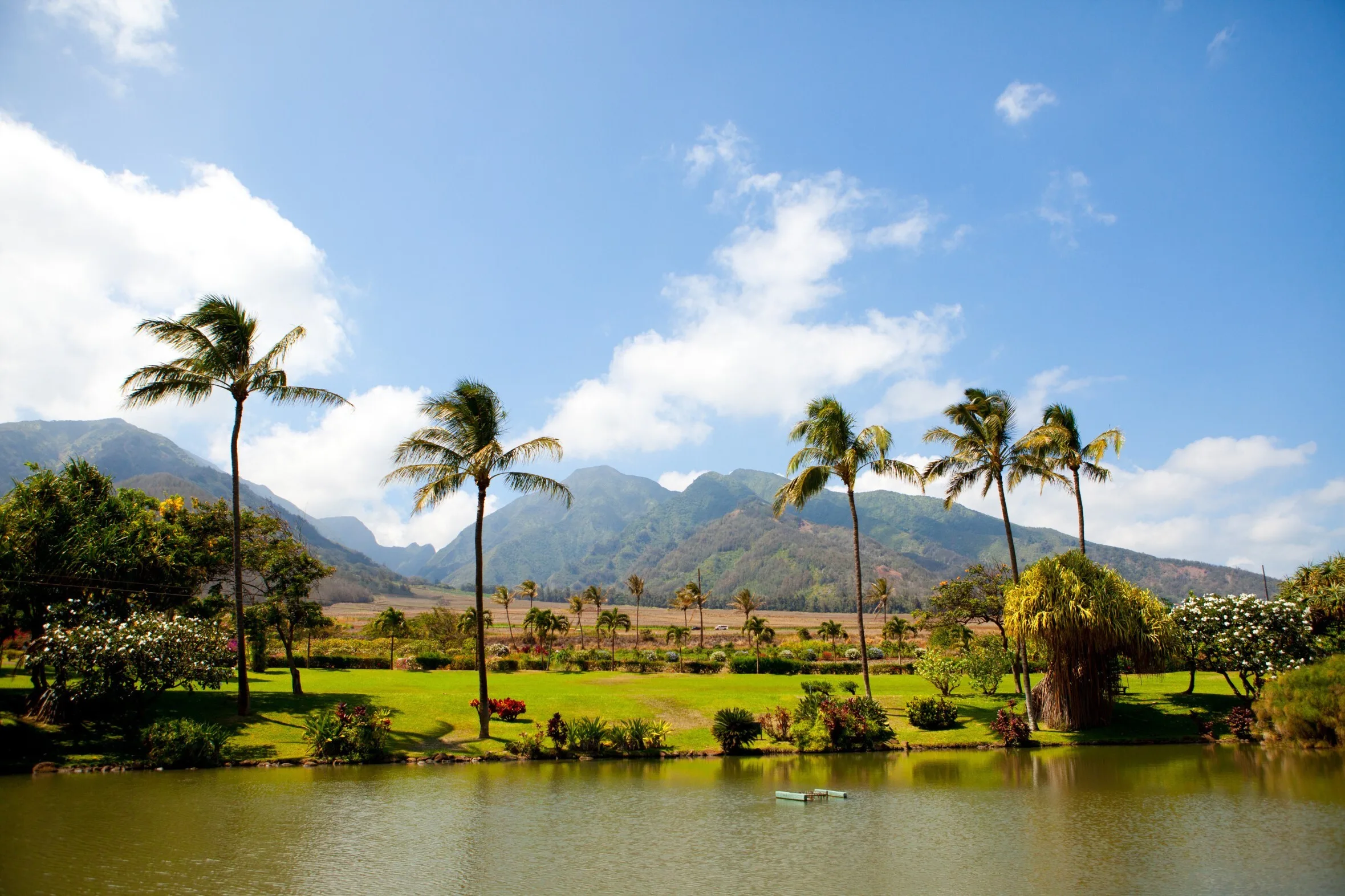 Palmbomen aan het water op Hawaii met bergen op de achtergrond