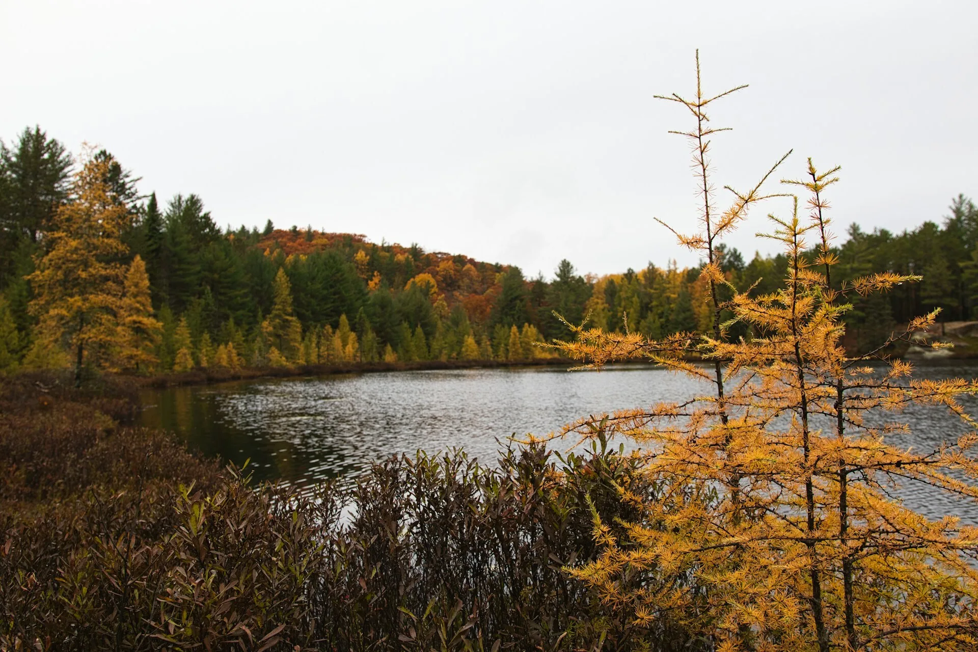 Gekleurde bomen langs het meer in Algonquin Provincial Park, Ontario