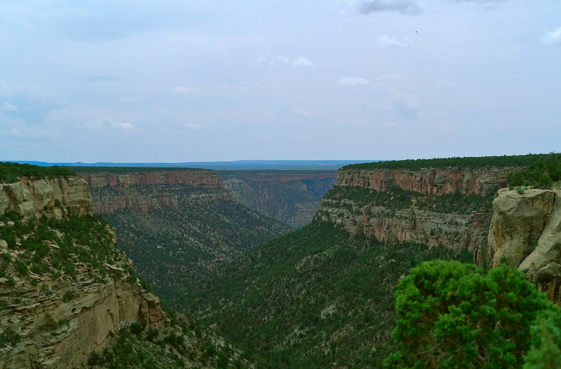 Mos op de rotsen van het Mesa Verde National Park in Colorado
