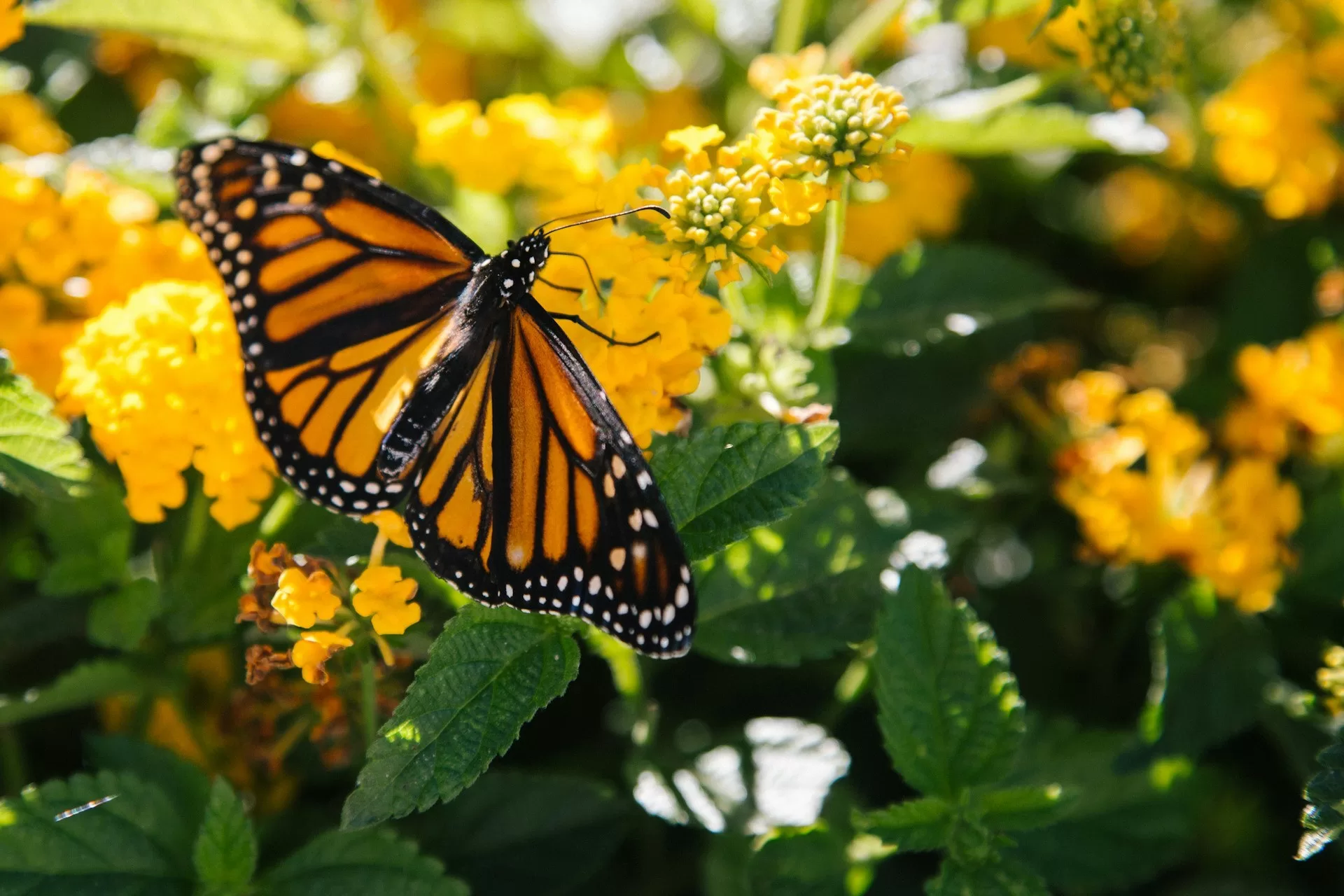 Oranje vlinder op gele bloemen in de Monarch Butterfly Grove in Pismo Beach, Californie