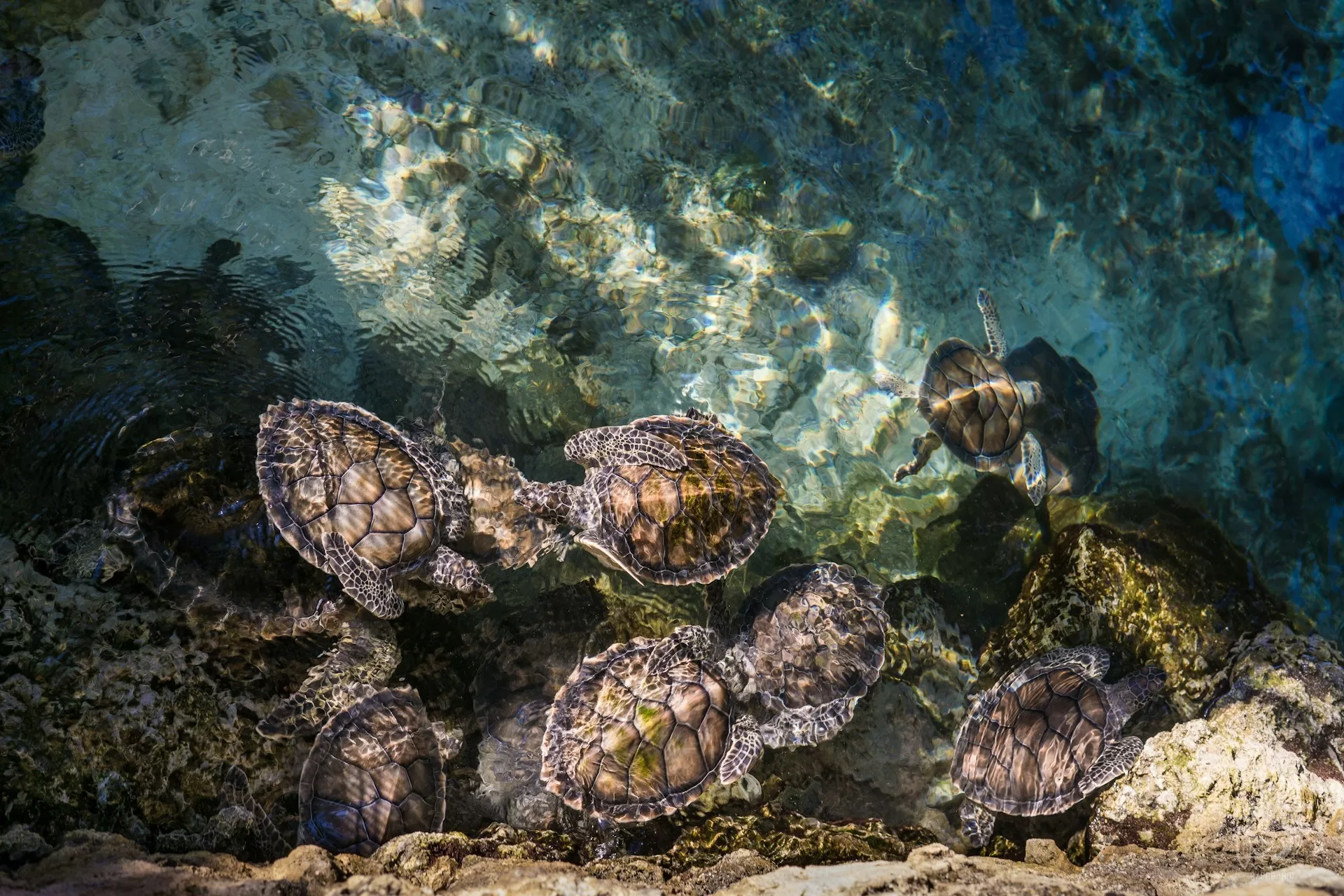 Zeeschildpadden in het water van Playa del Carmen