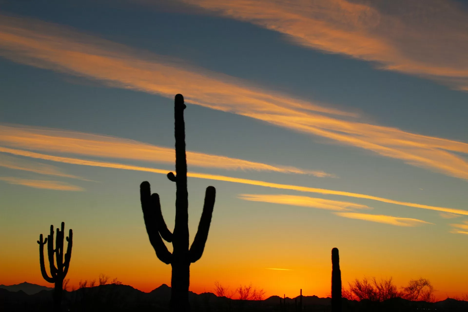 Cactussen in een weide tijdens zonsondergang