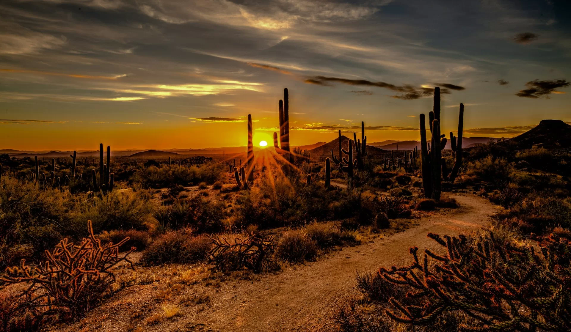 Landschap met cactussen tijdens zonsondergang in Phoenix Arizona