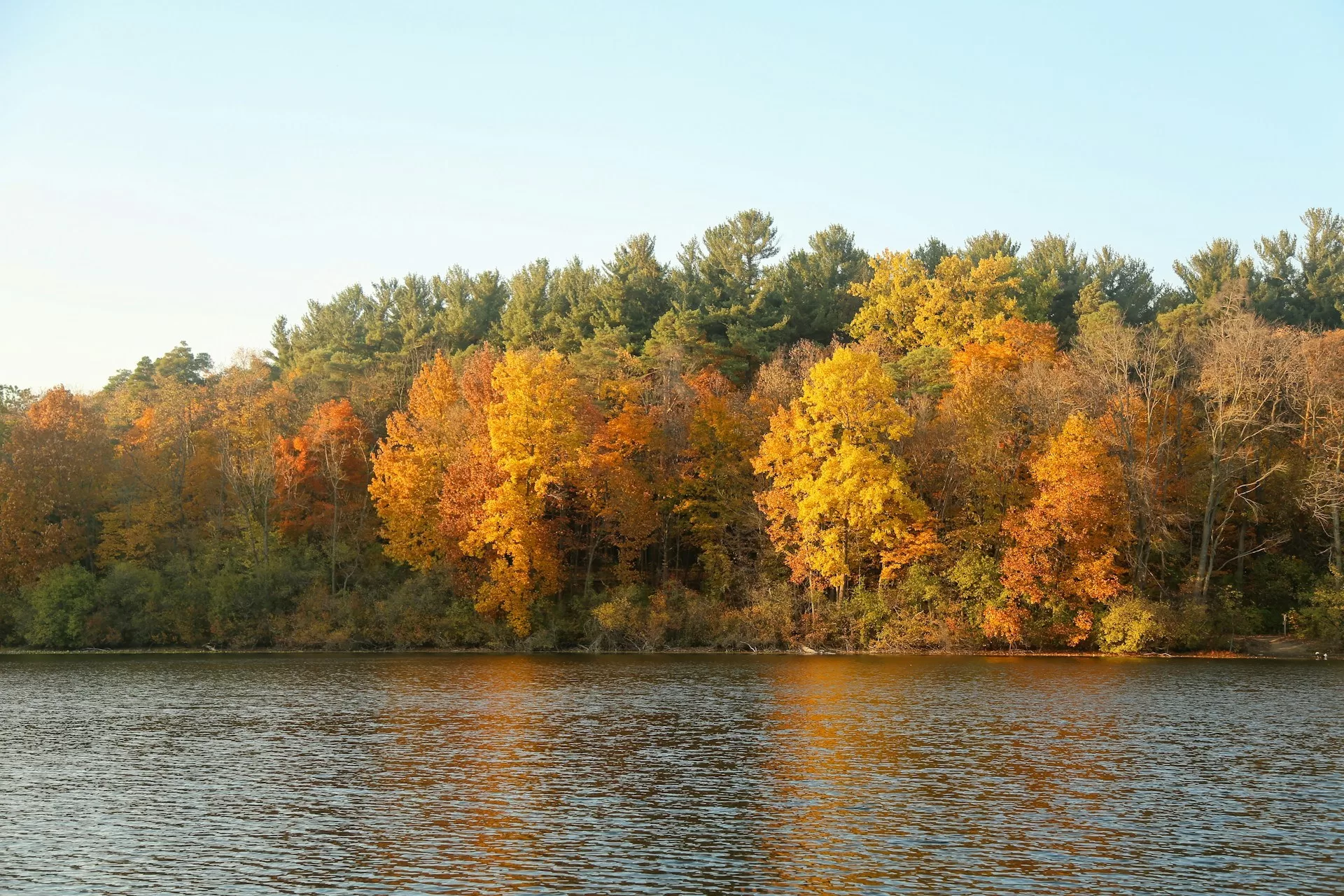 Bomen in verschillende kleuren langs een meer in Ann Arbor