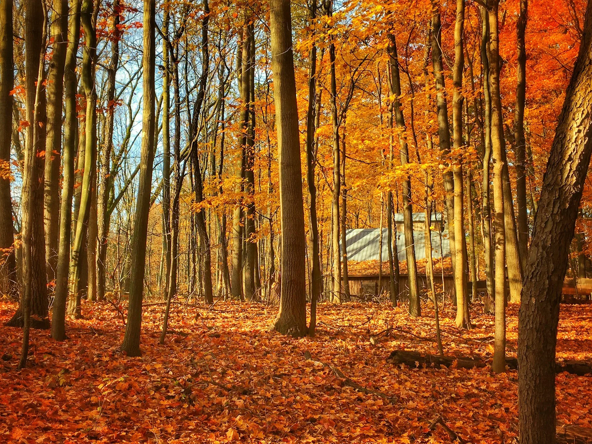 Bomen met oranje bladeren in een bos in Grand Rapids, Michigan